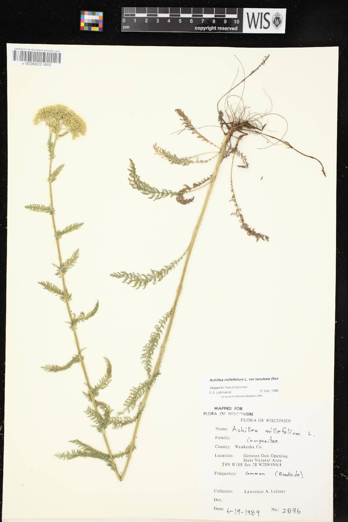 Achillea millefolium image