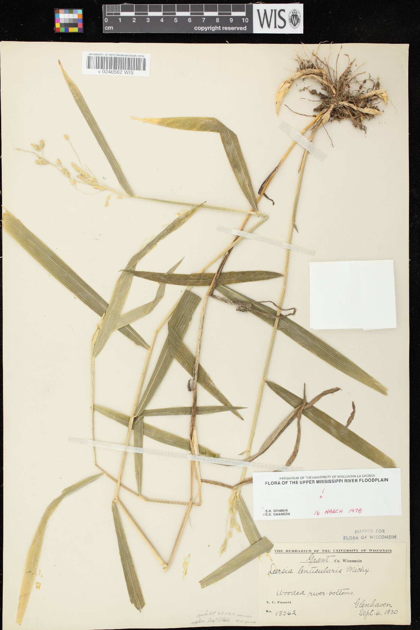 Leersia lenticularis image