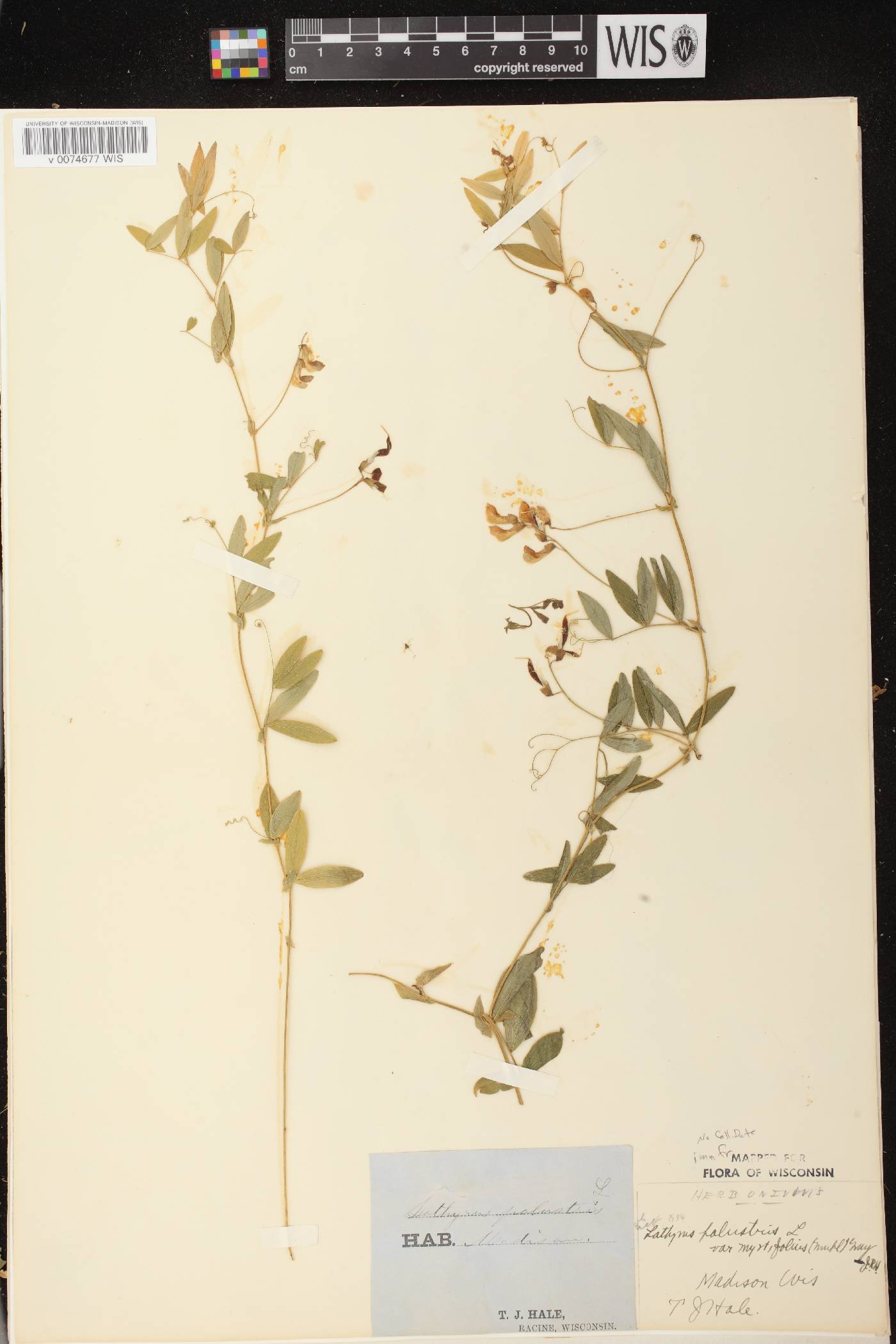 Lathyrus palustris image