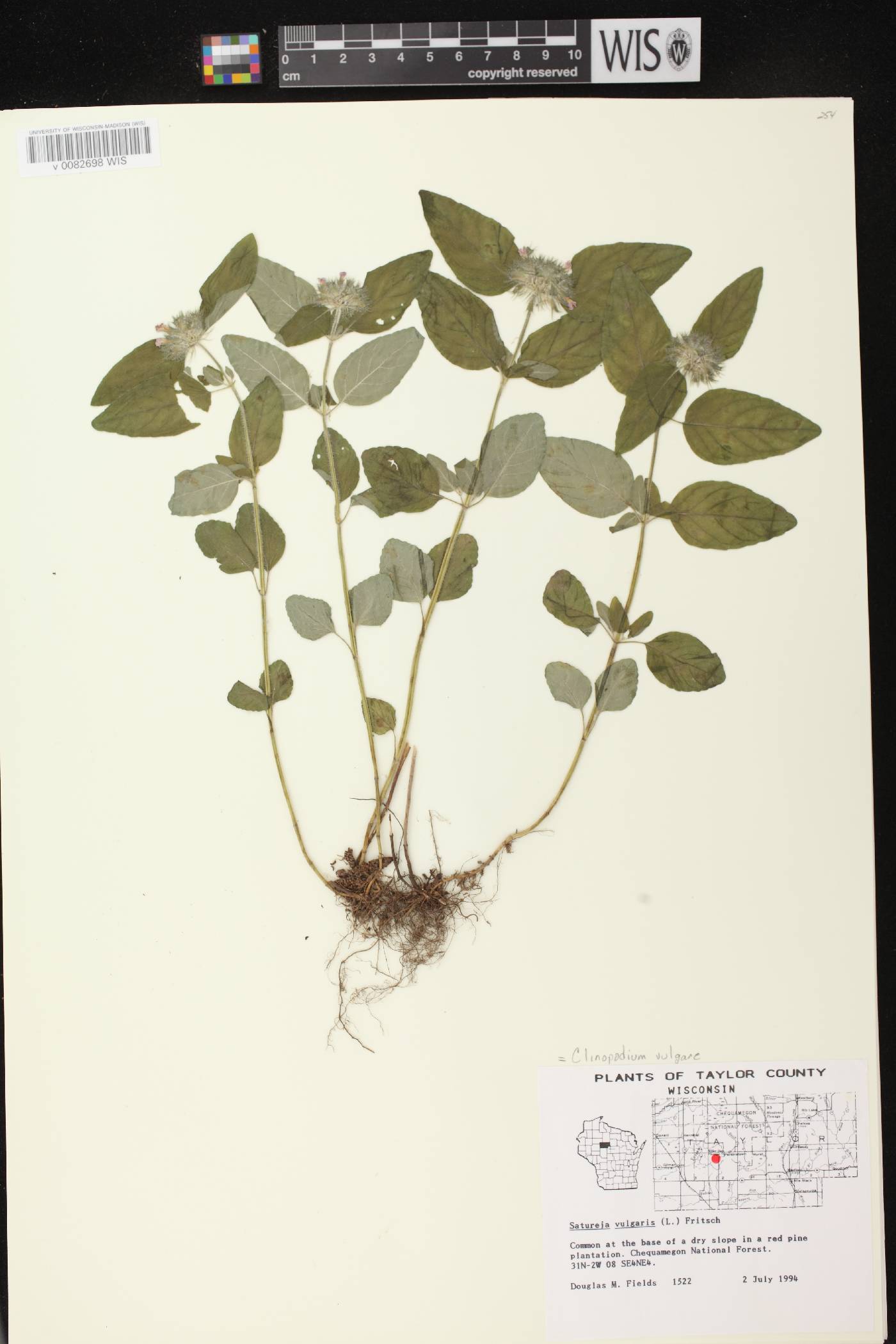 Clinopodium vulgare image