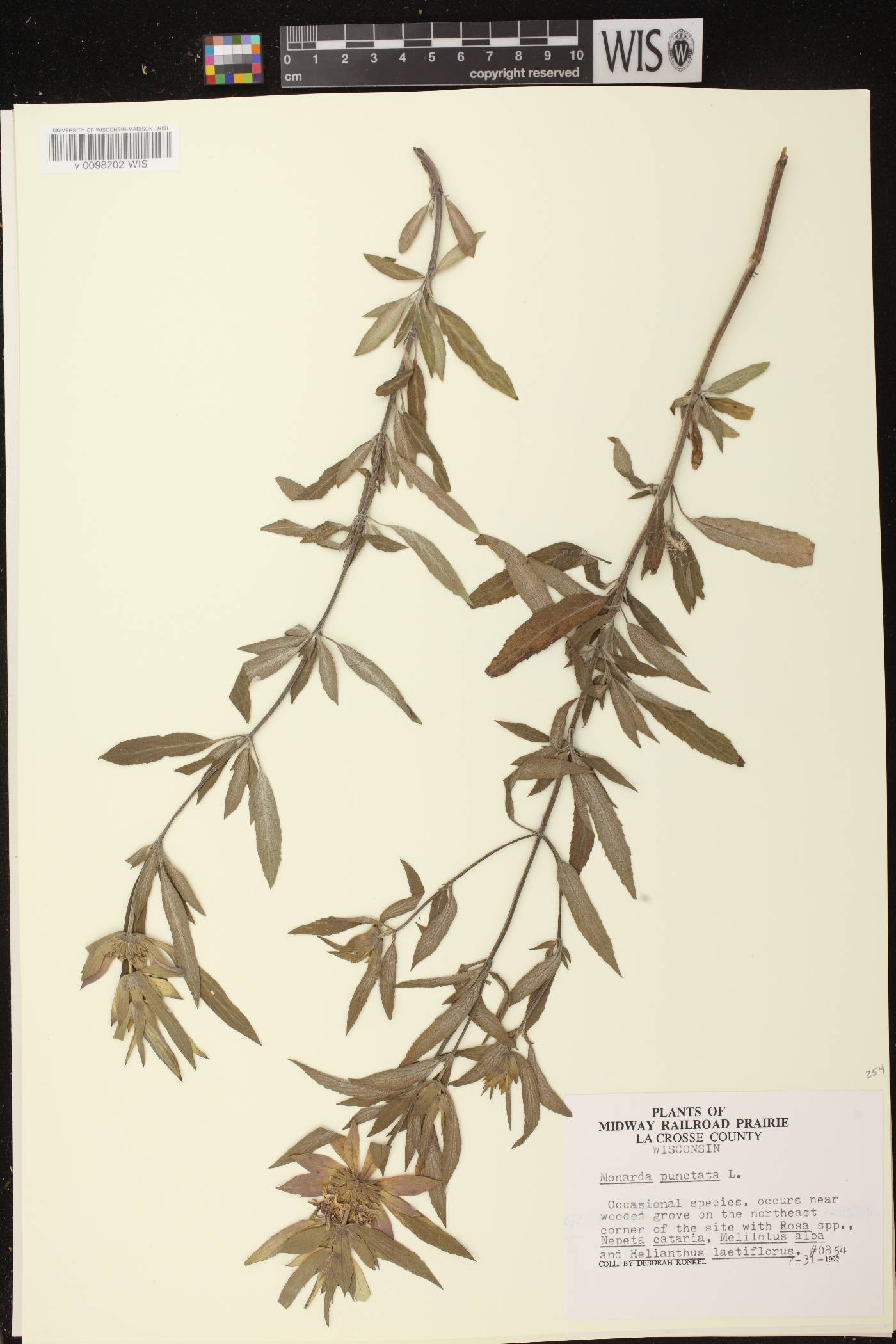 Monarda punctata image