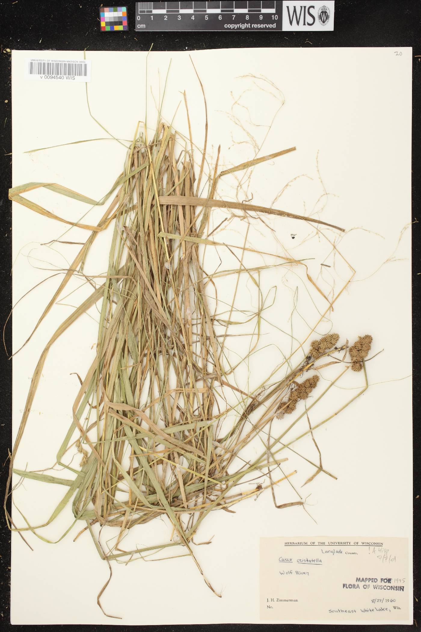 Carex cristatella image