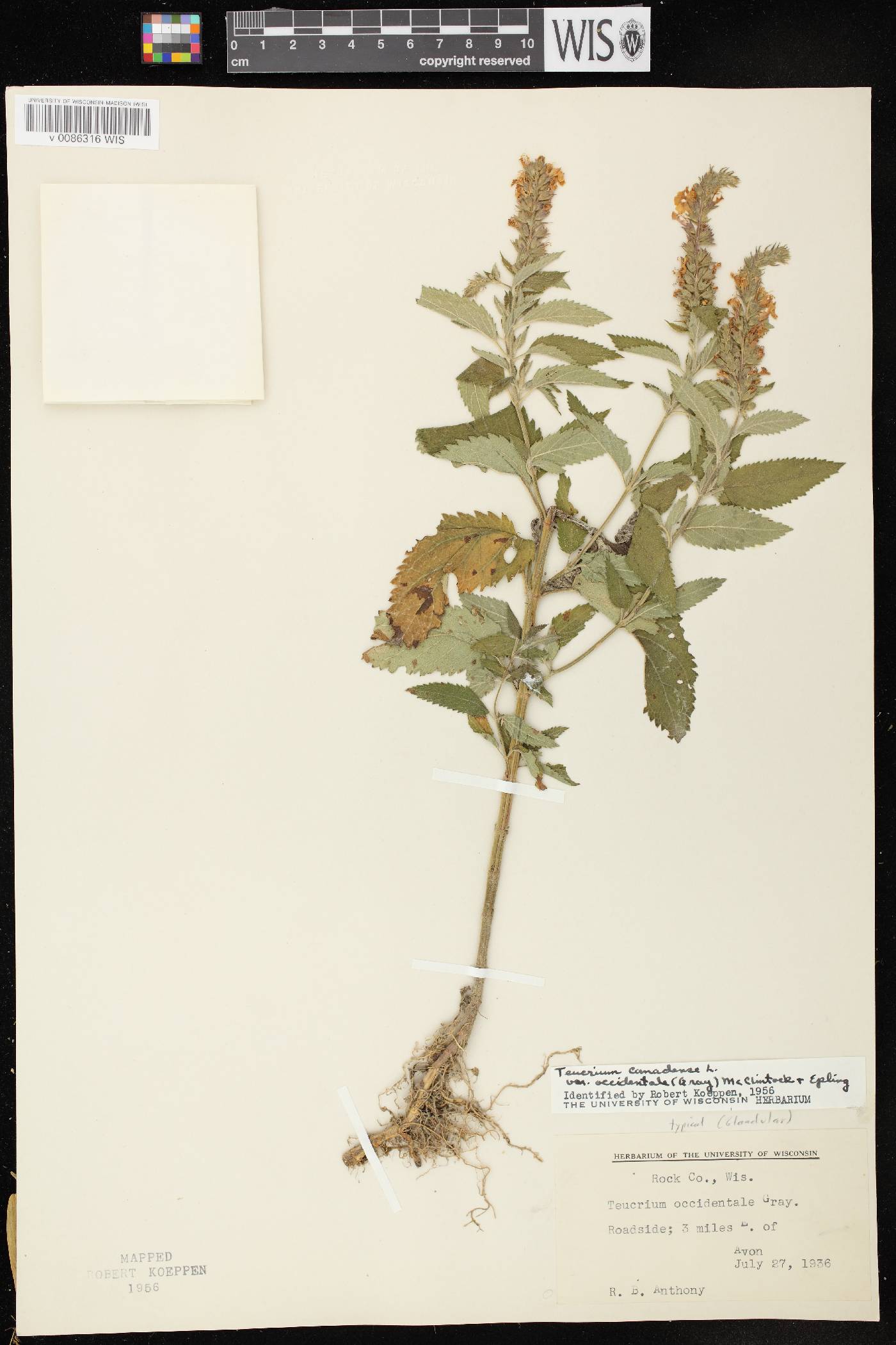 Teucrium canadense var. occidentale image