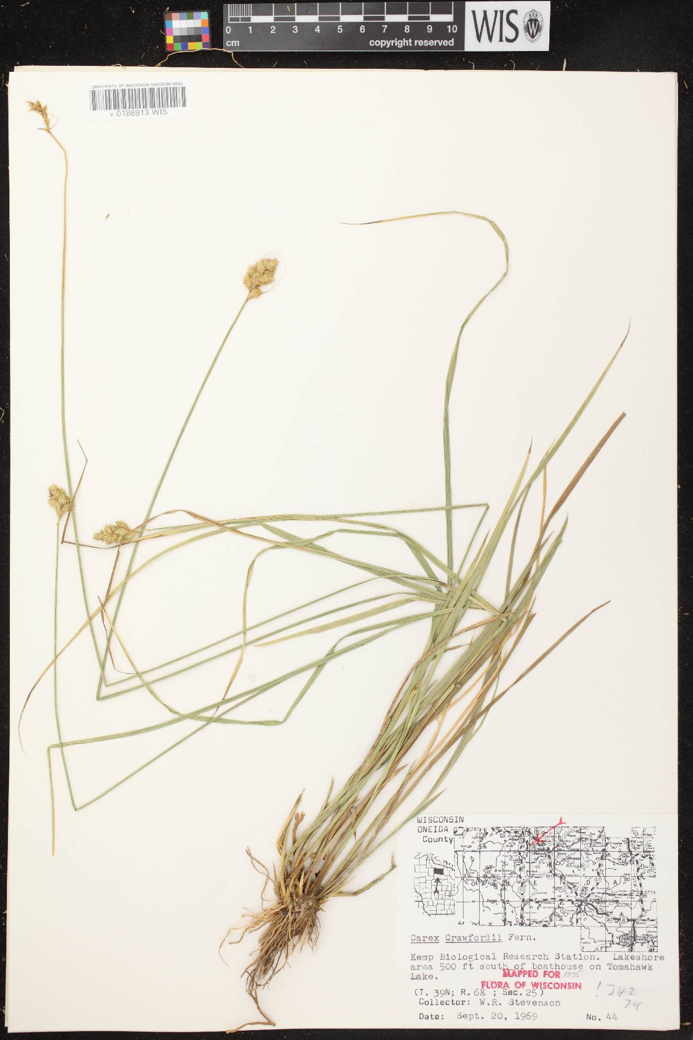 Carex crawfordii image
