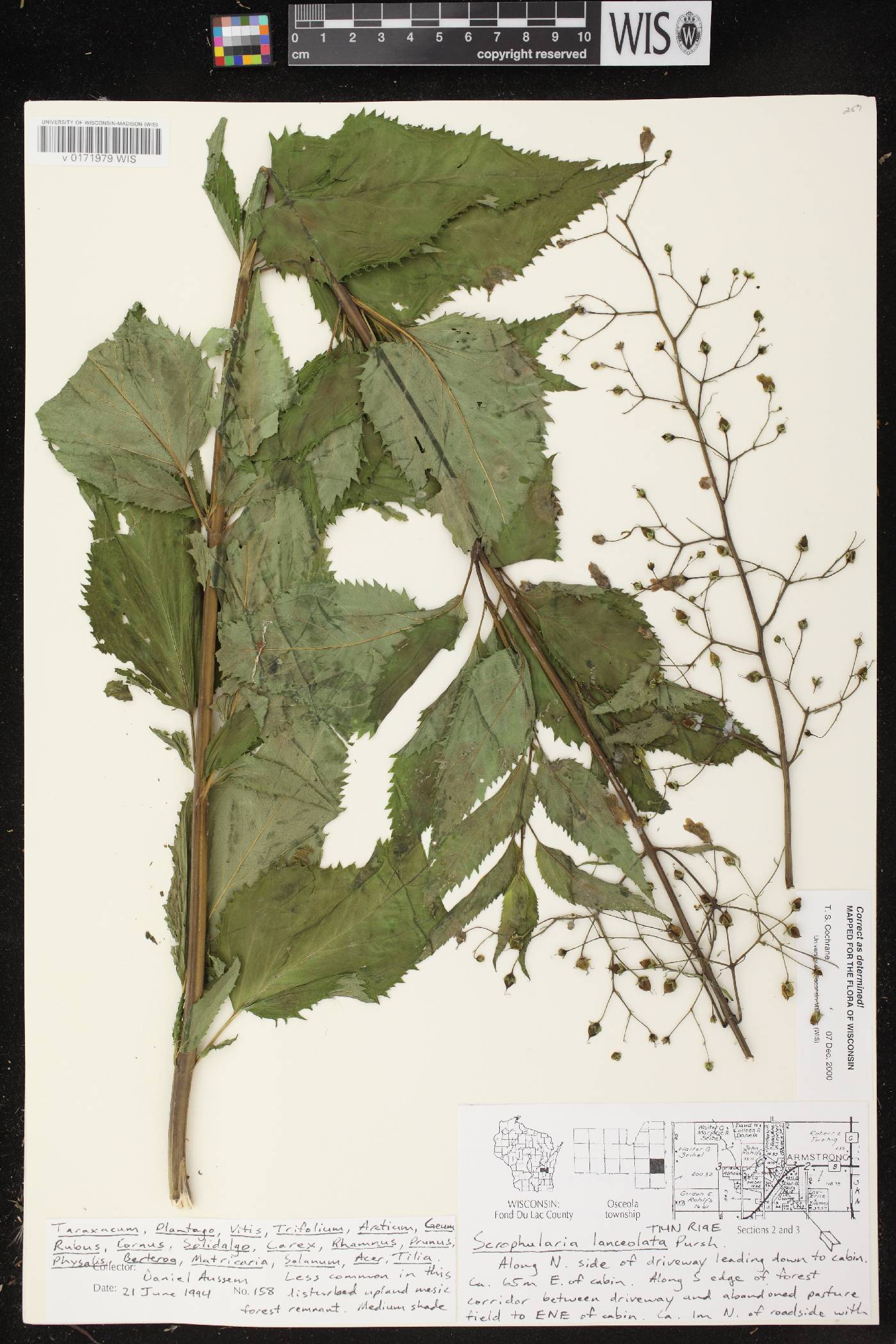 Scrophularia lanceolata image