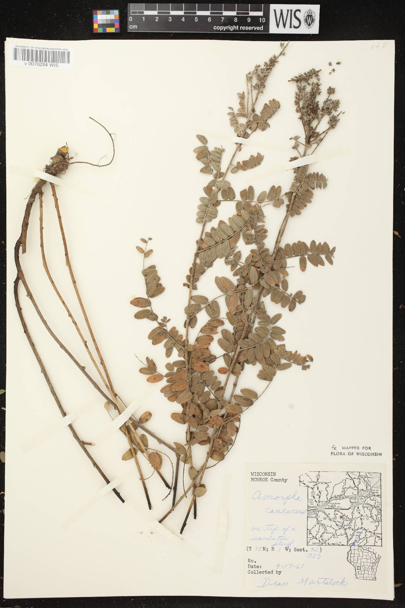 Amorpha canescens image