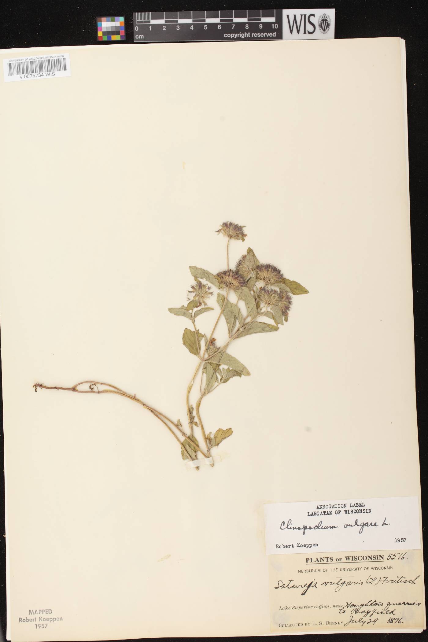 Clinopodium vulgare image