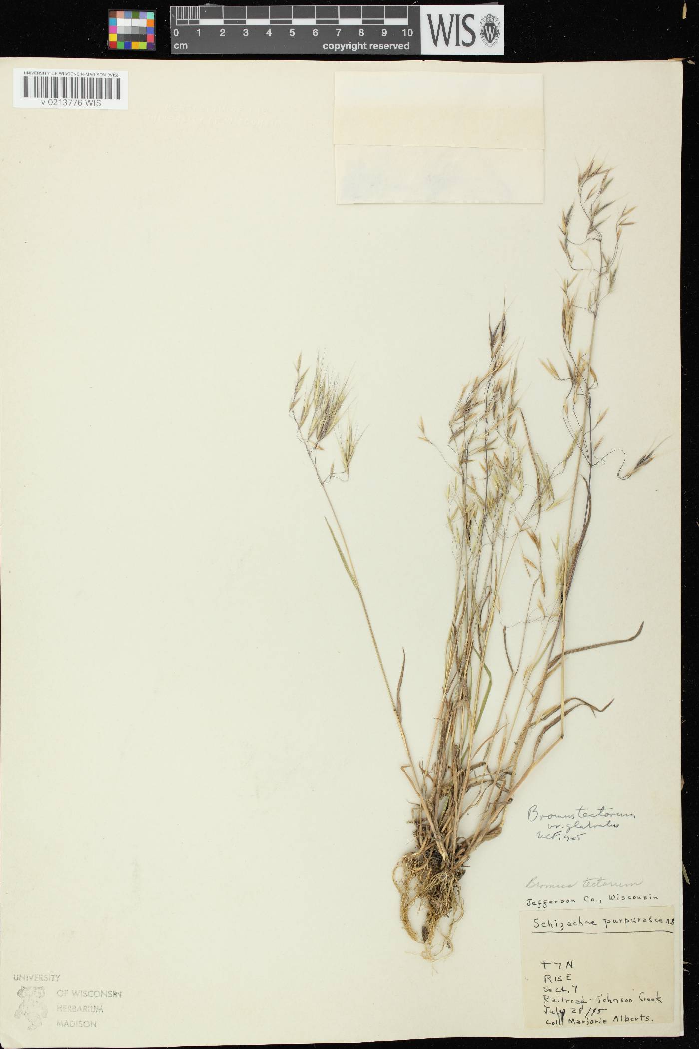 Bromus tectorum image