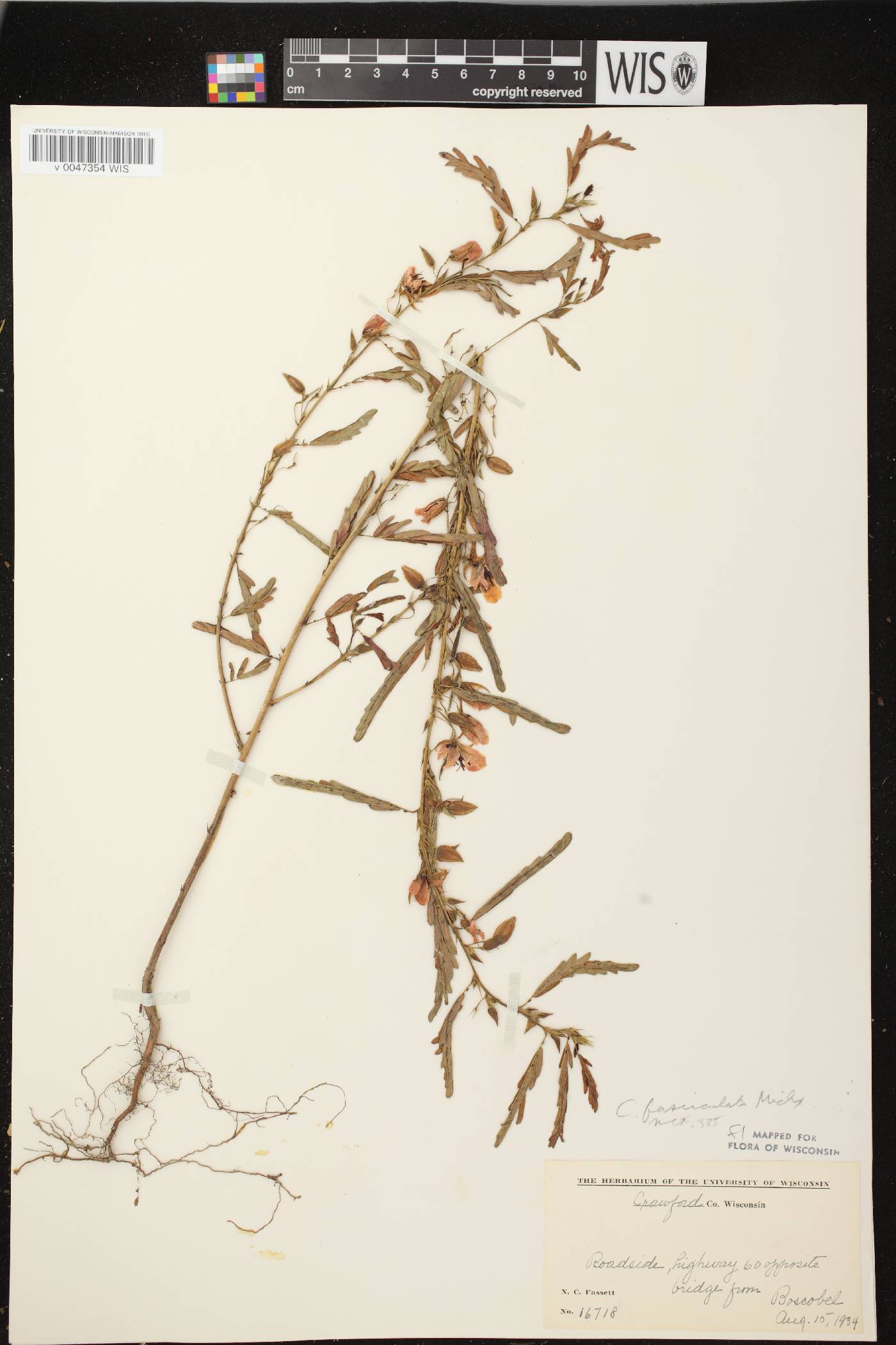 Chamaecrista fasciculata image