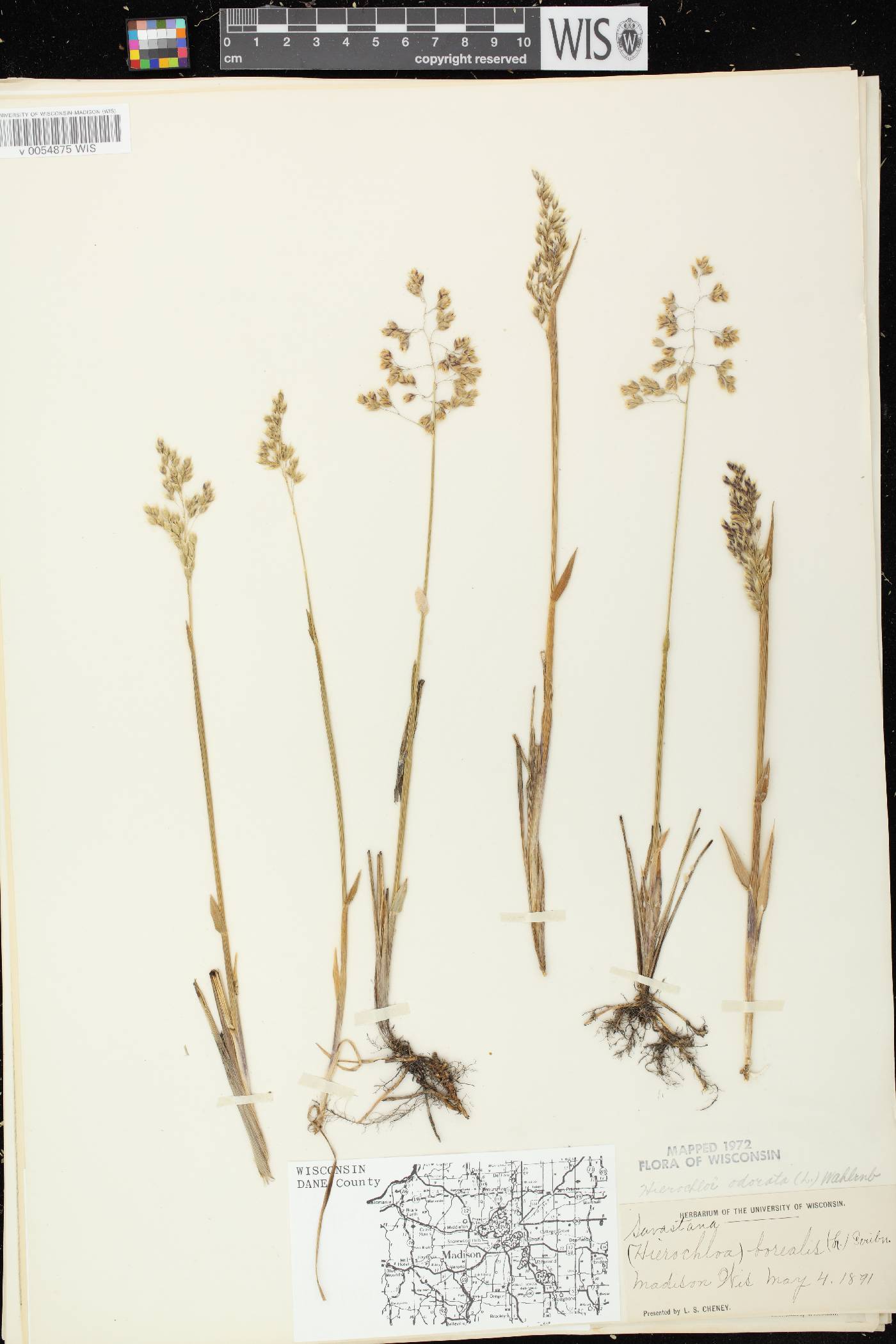 Anthoxanthum hirtum subsp. arcticum image