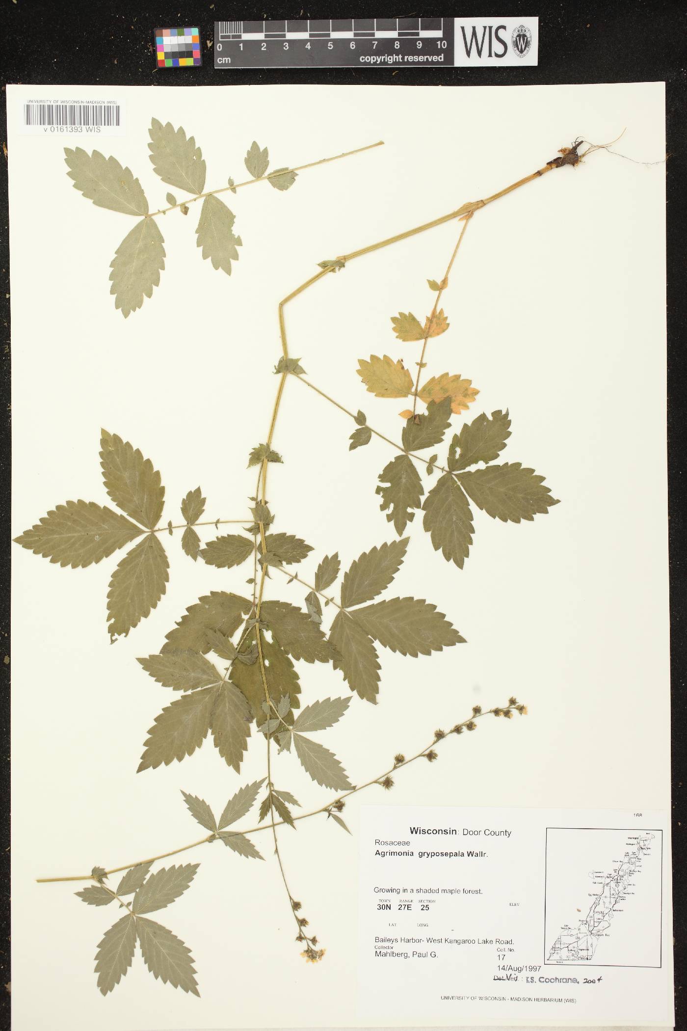 Agrimonia gryposepala image