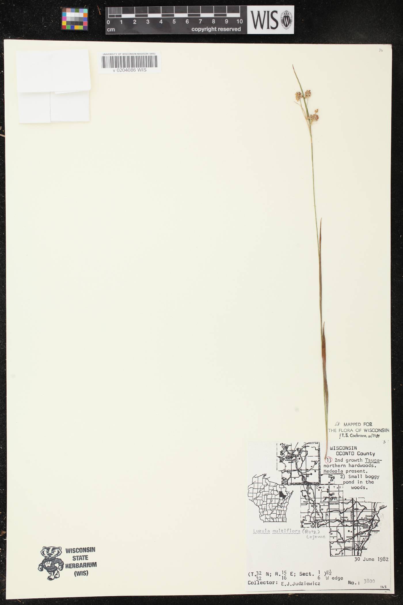 Luzula multiflora image