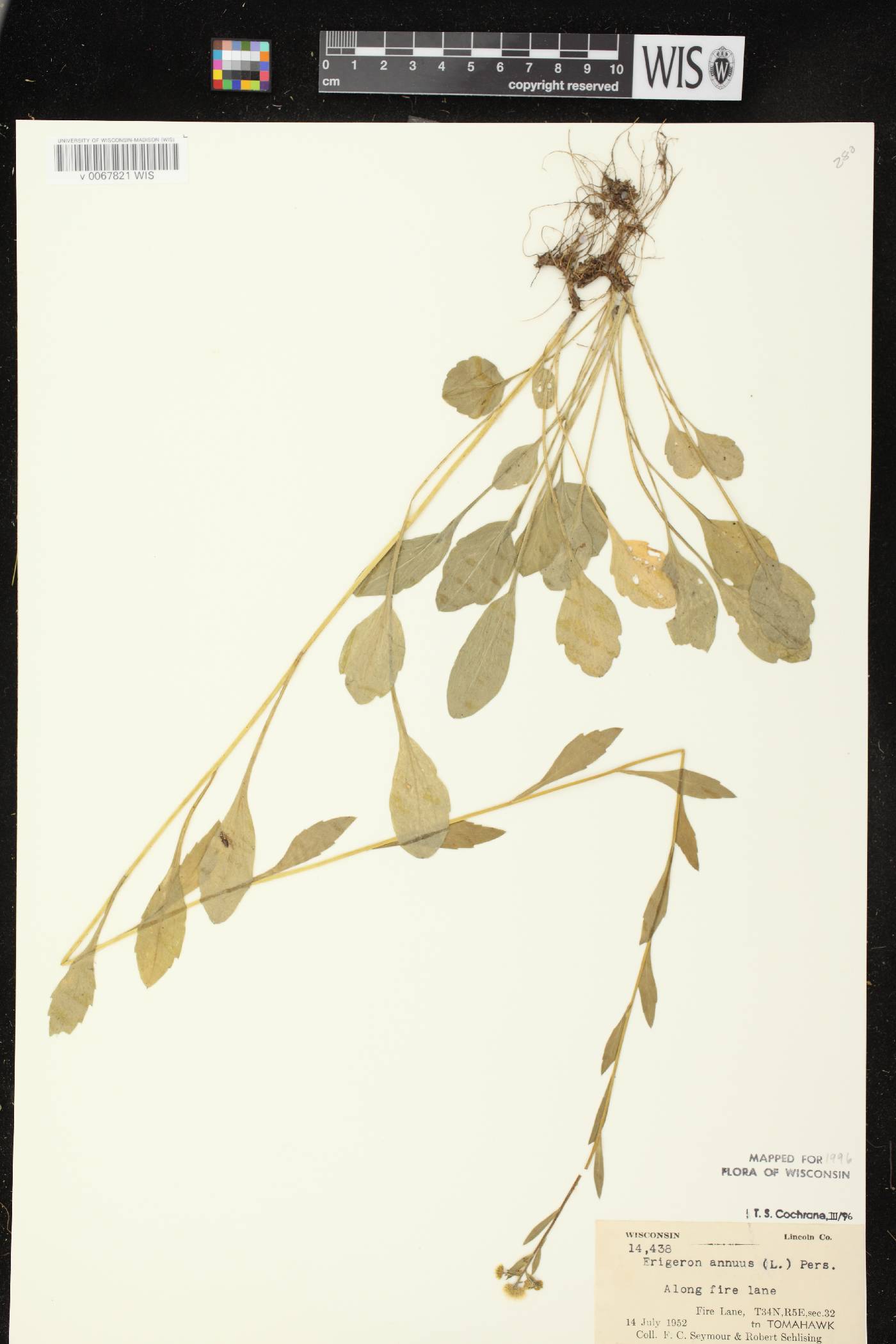 Erigeron annuus image