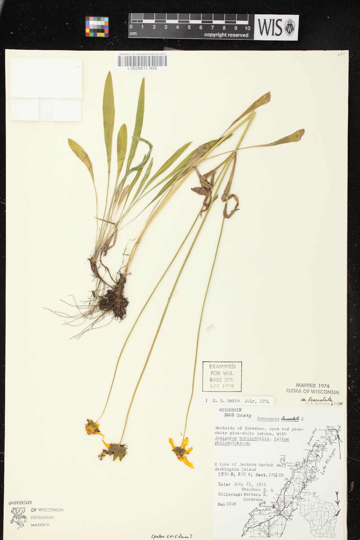 Coreopsis lanceolata image