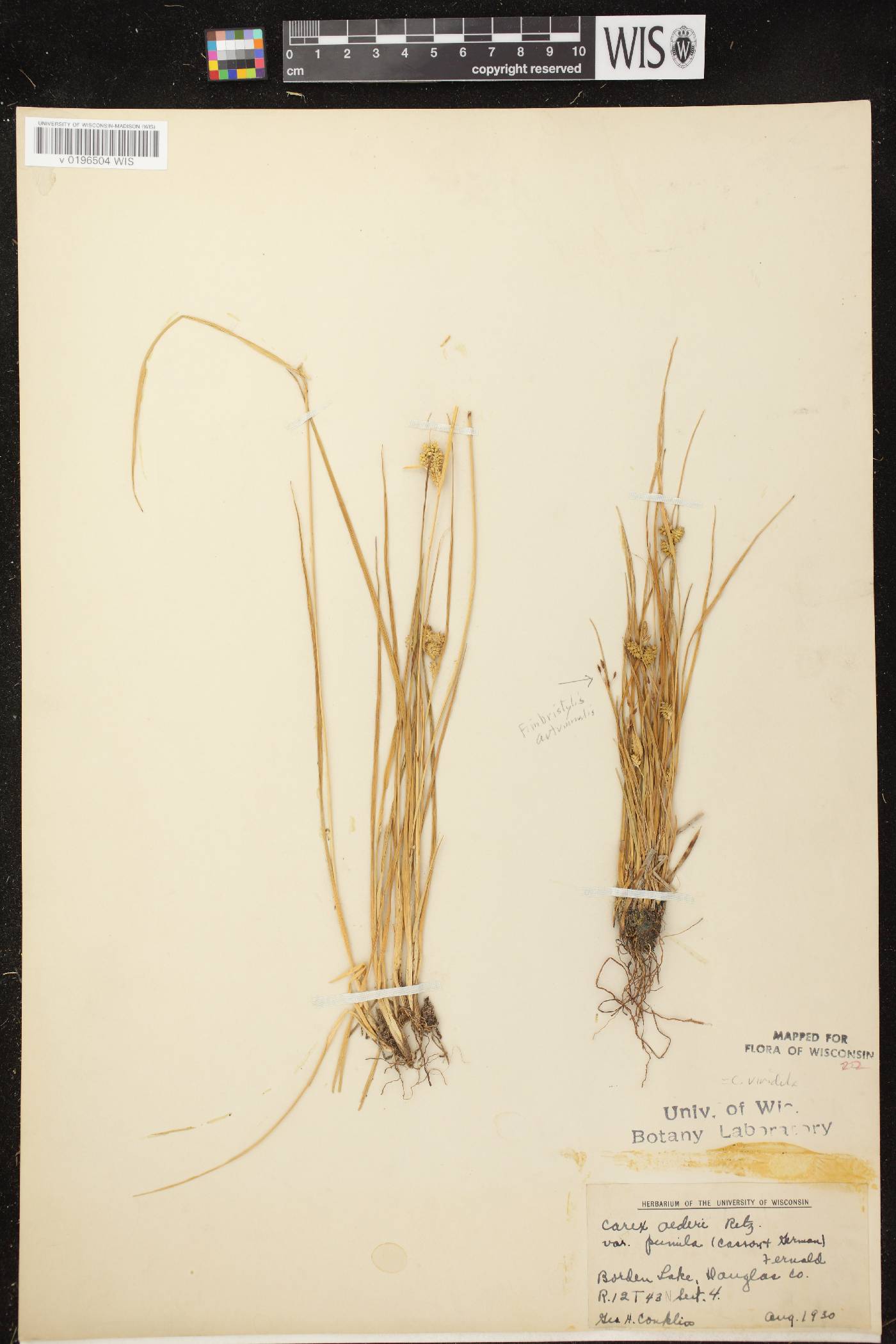 Carex viridula subsp. viridula image