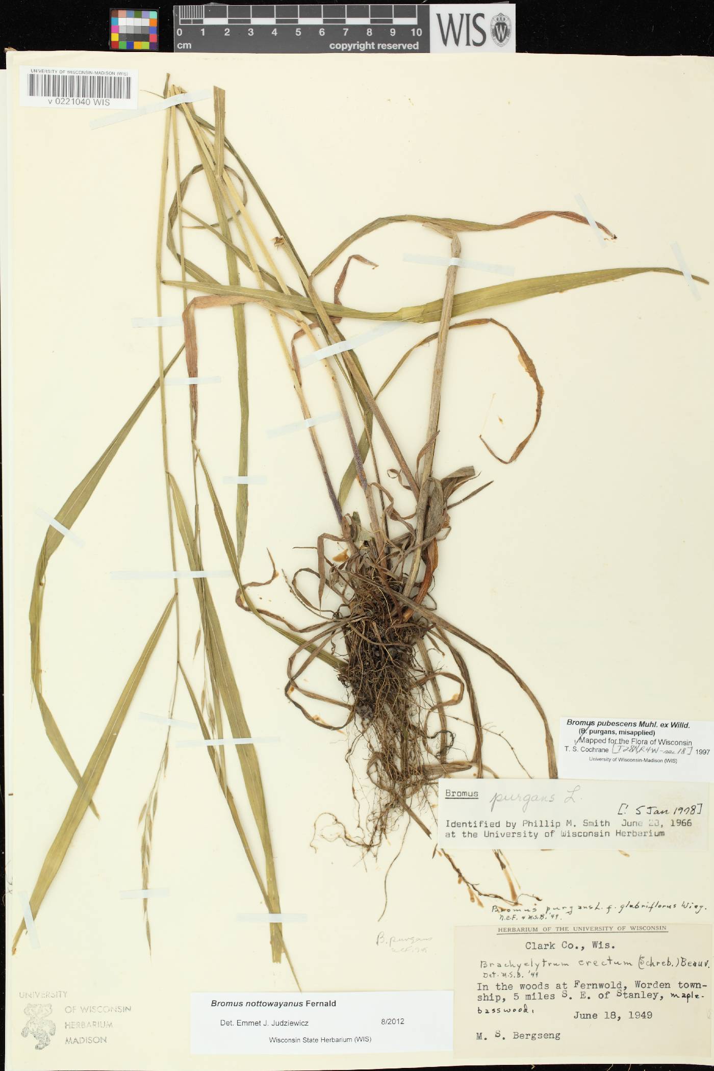 Bromus pubescens image