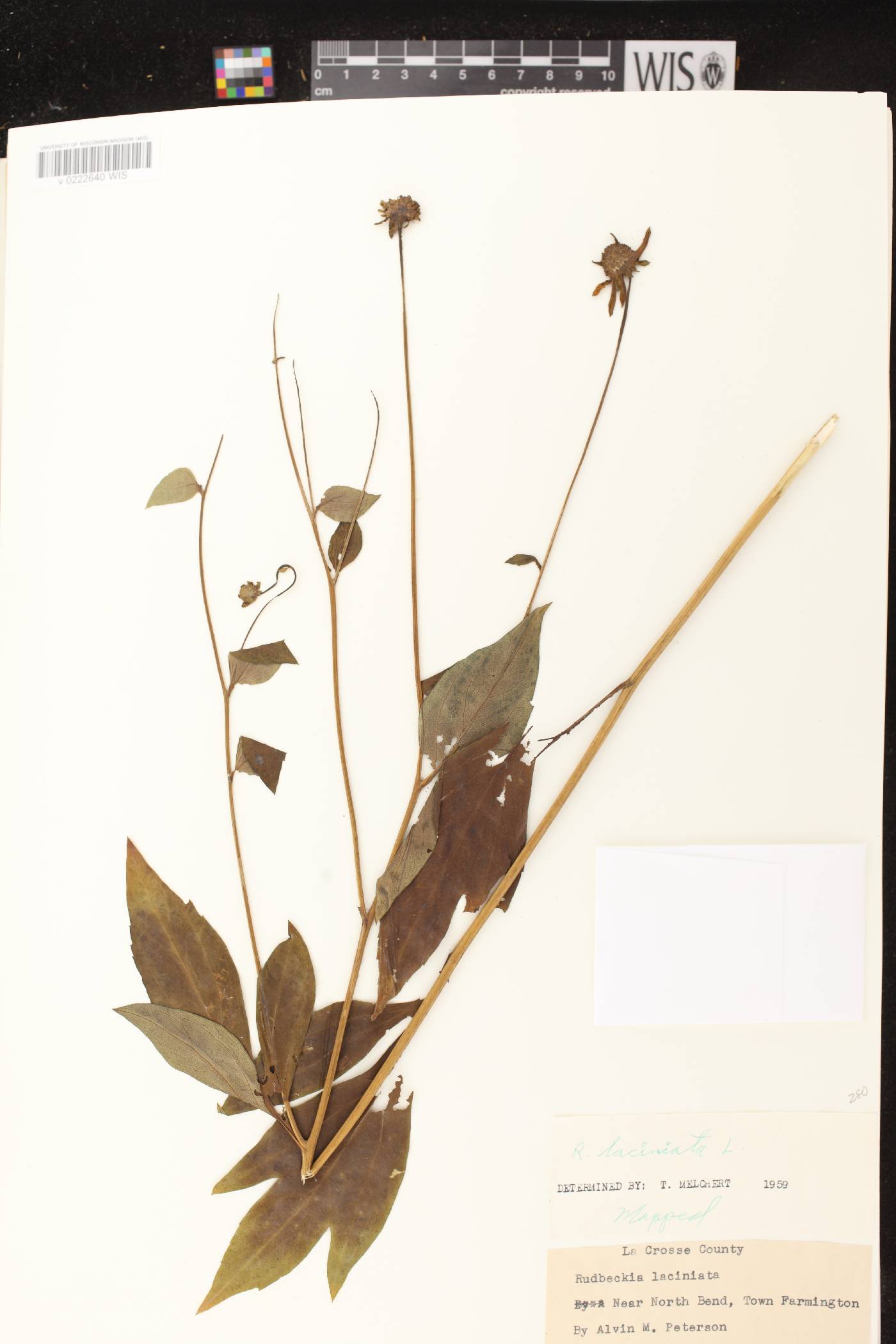 Rudbeckia laciniata image