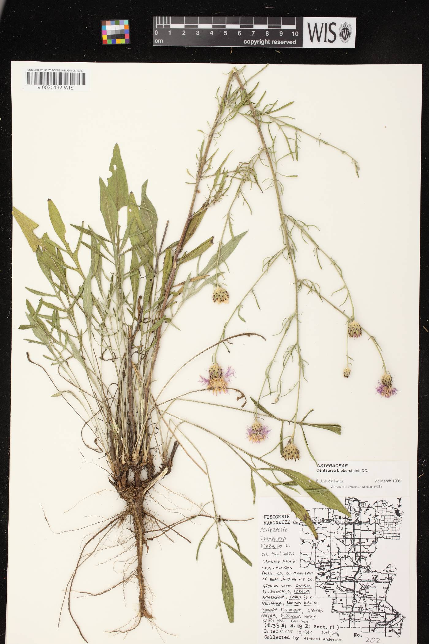 Centaurea stoebe image