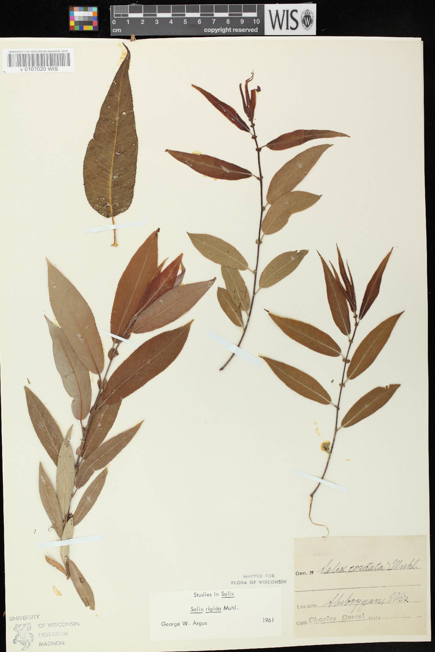 Salix eriocephala image