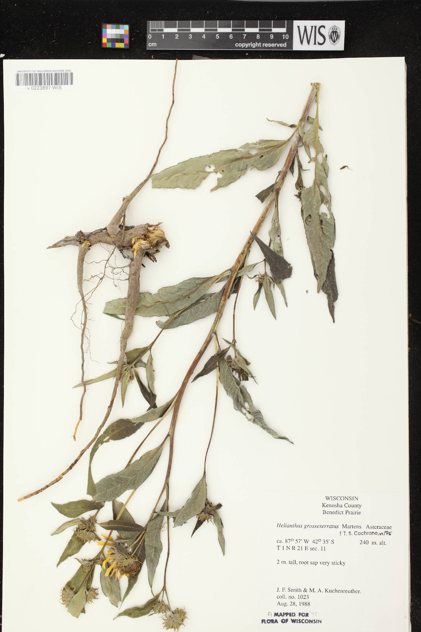 Helianthus grosseserratus image