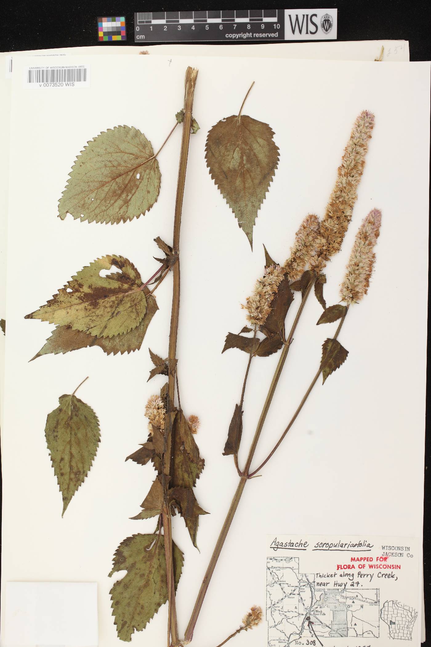 Agastache scrophulariifolia image