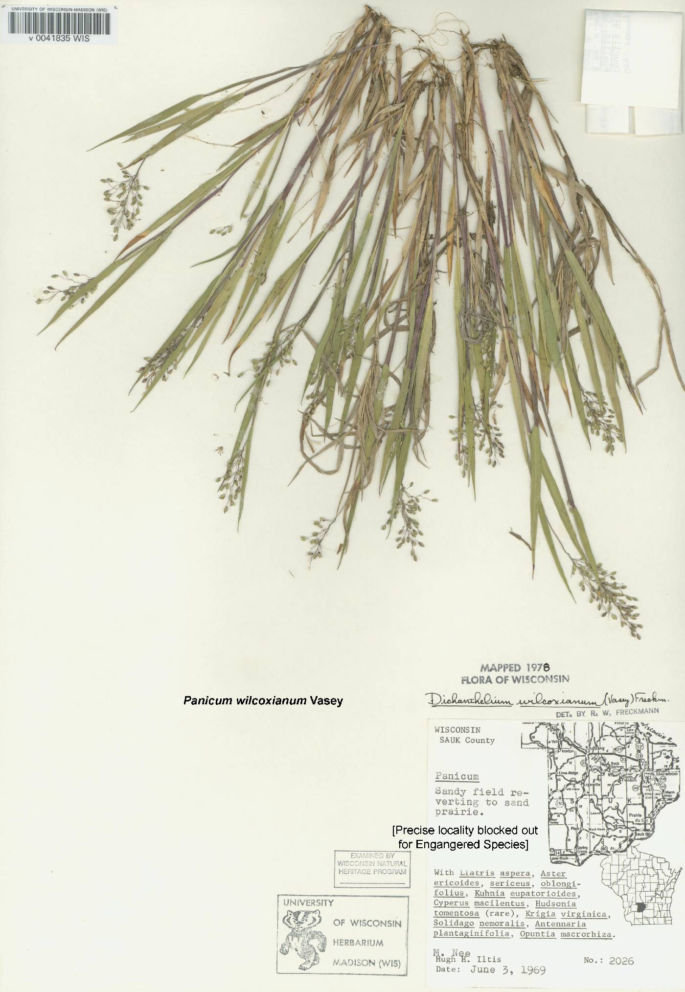 Dichanthelium wilcoxianum image