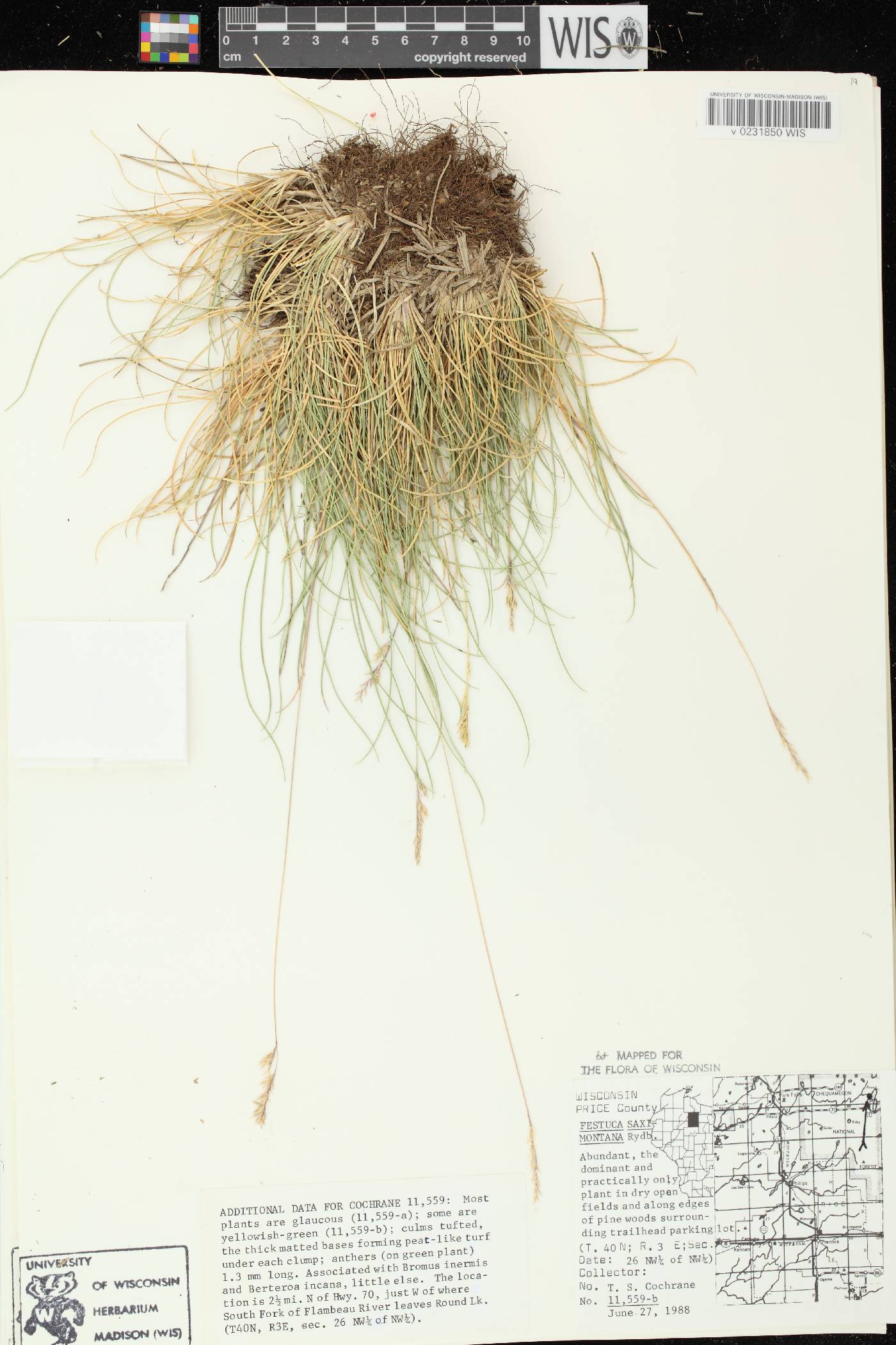 Festuca saximontana subsp. saximontana image