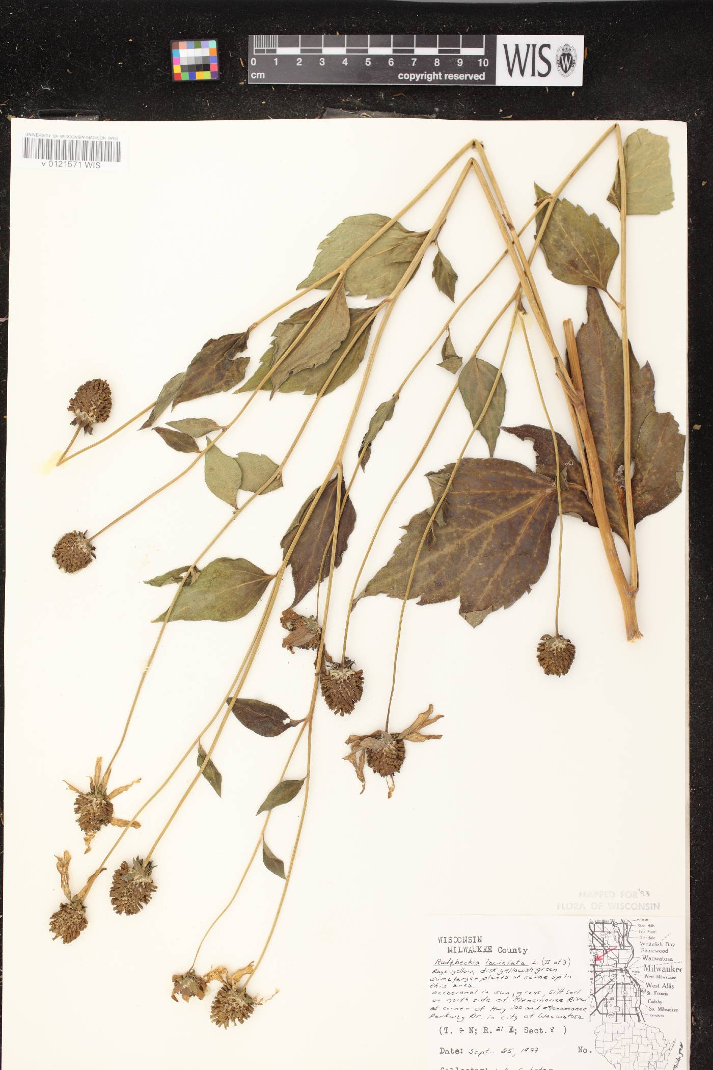 Rudbeckia laciniata image