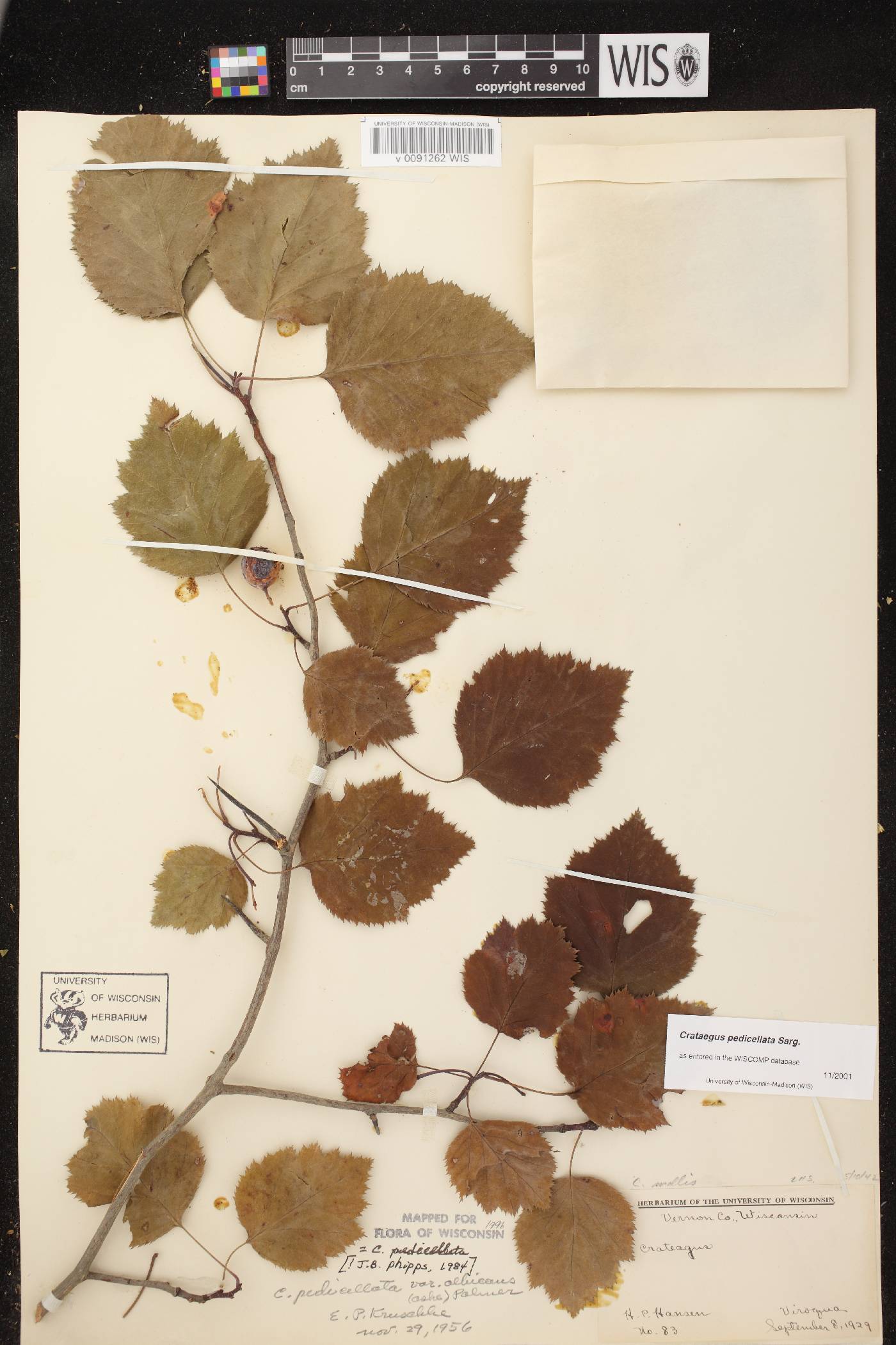 Crataegus coccinea var. coccinea image