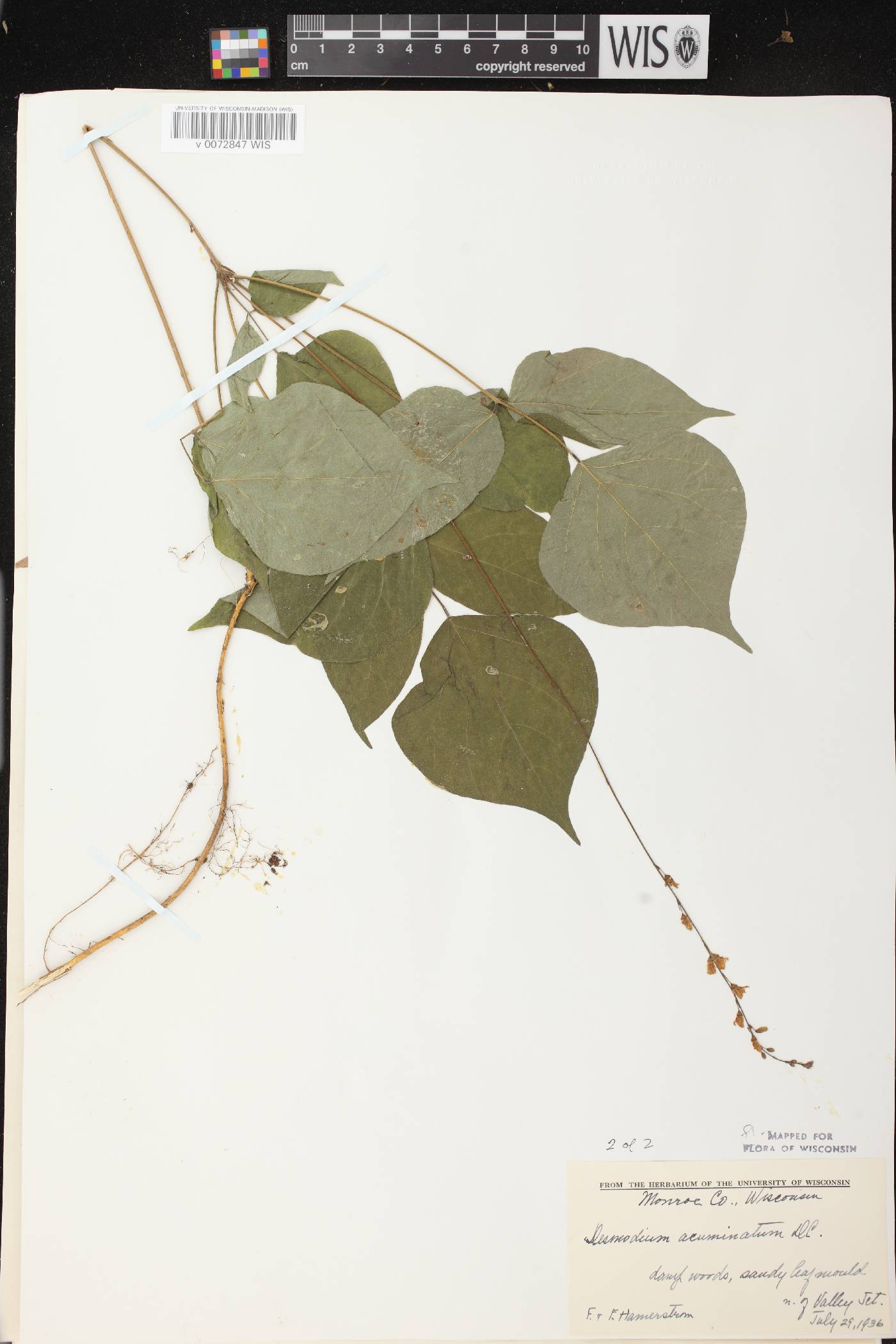 Hylodesmum glutinosum image