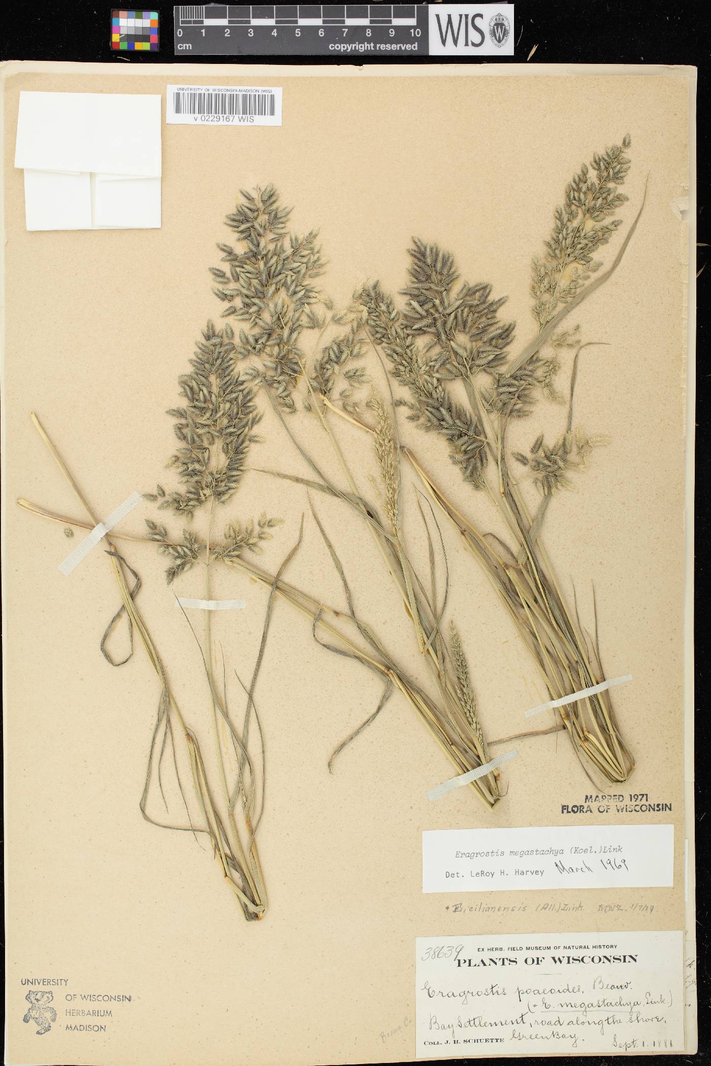 Eragrostis cilianensis image