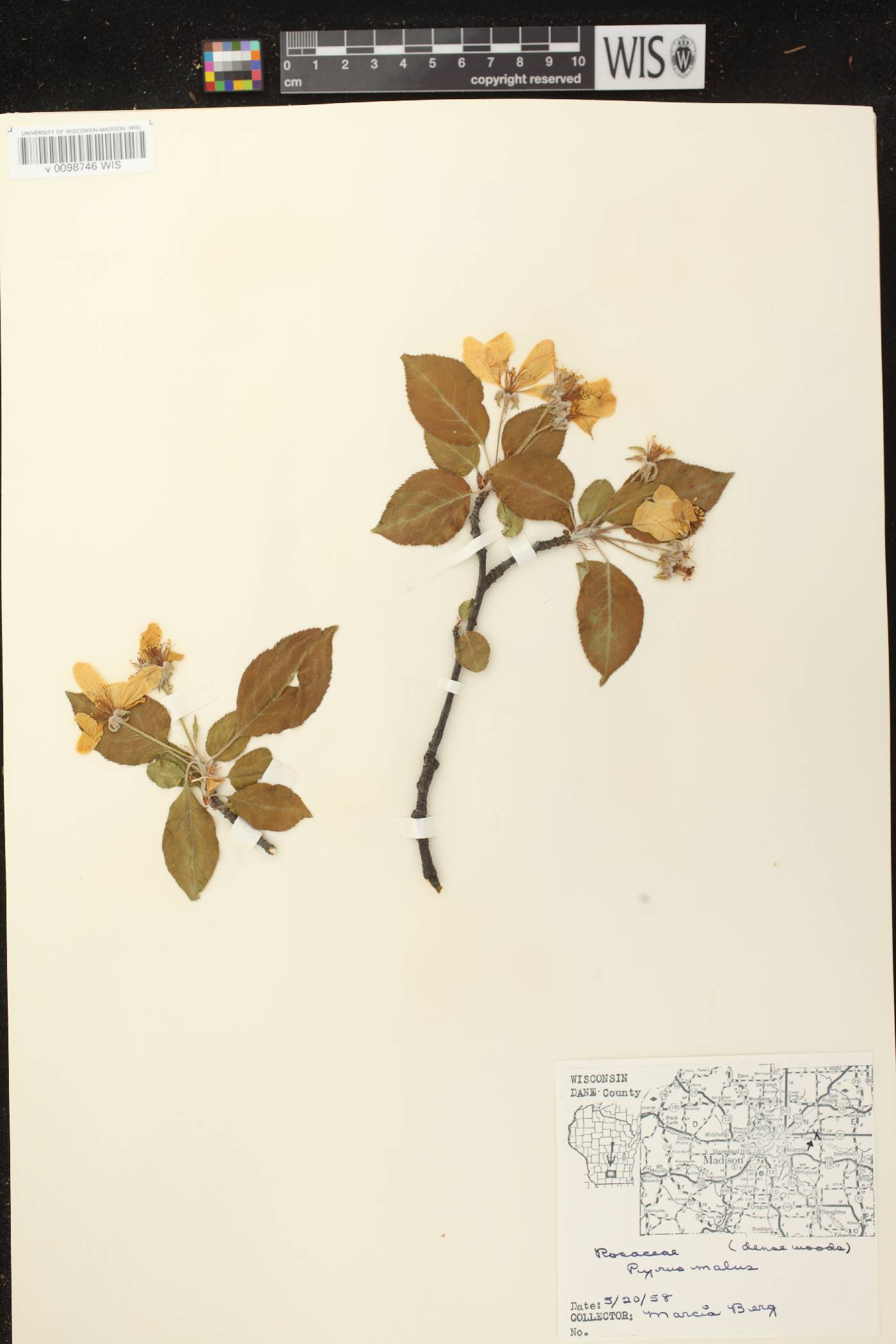 Malus pumila image