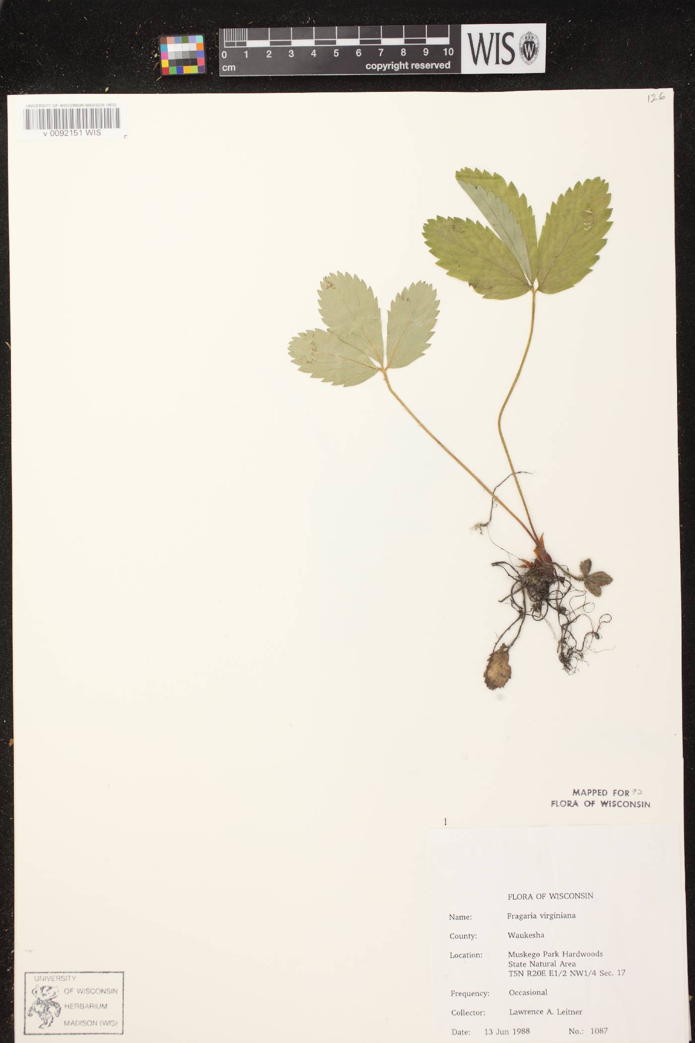 Fragaria virginiana image