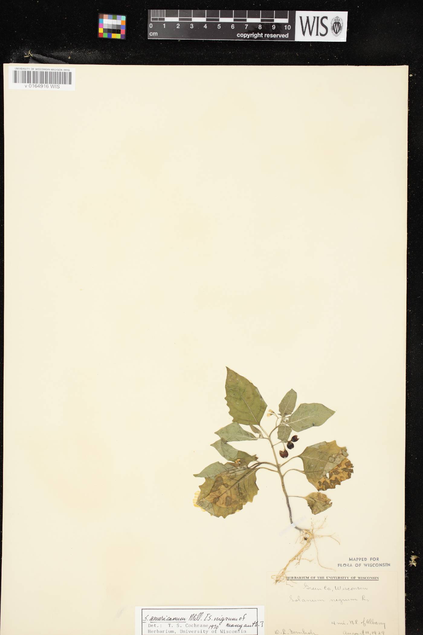 Solanum ptychanthum image