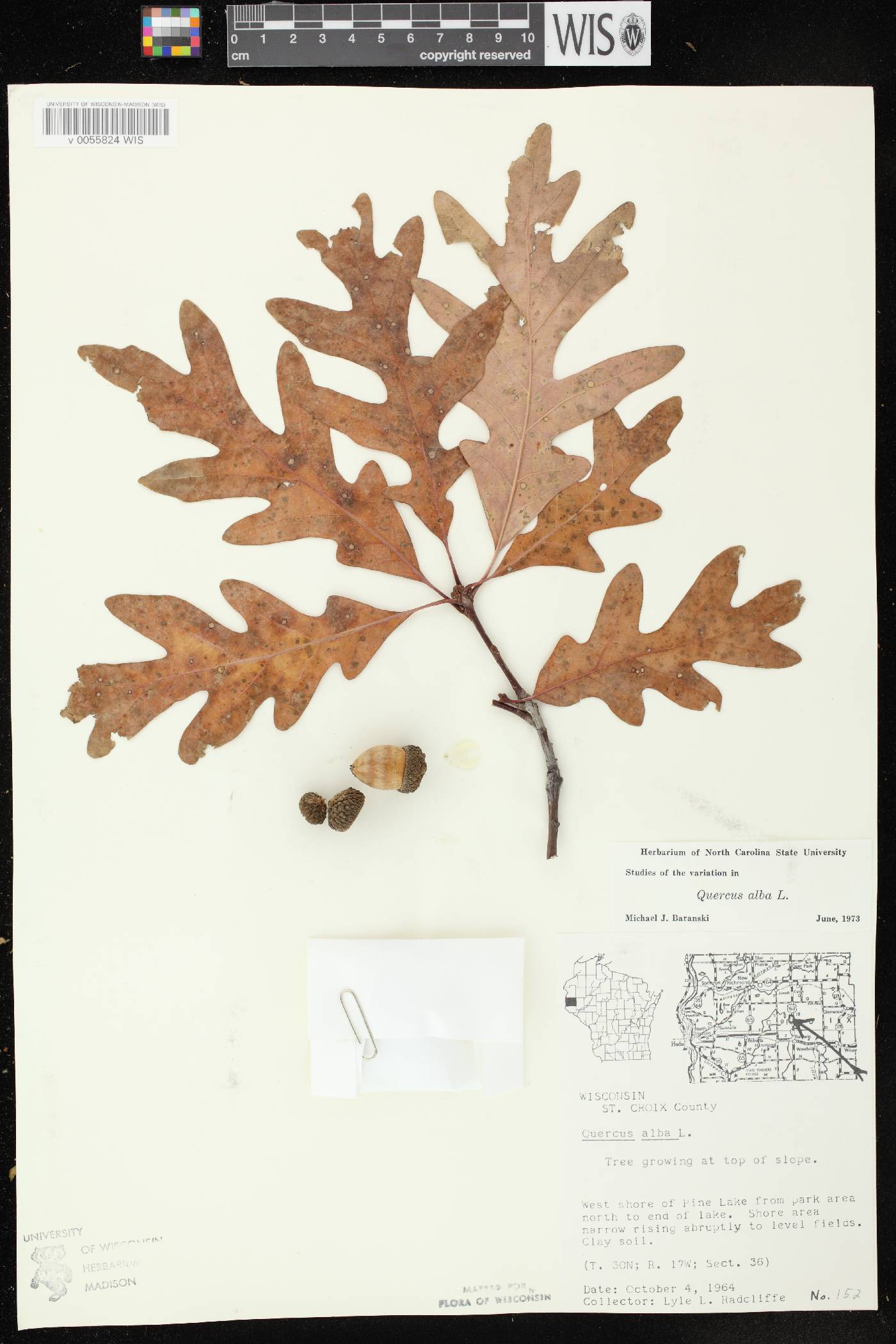 Quercus alba image