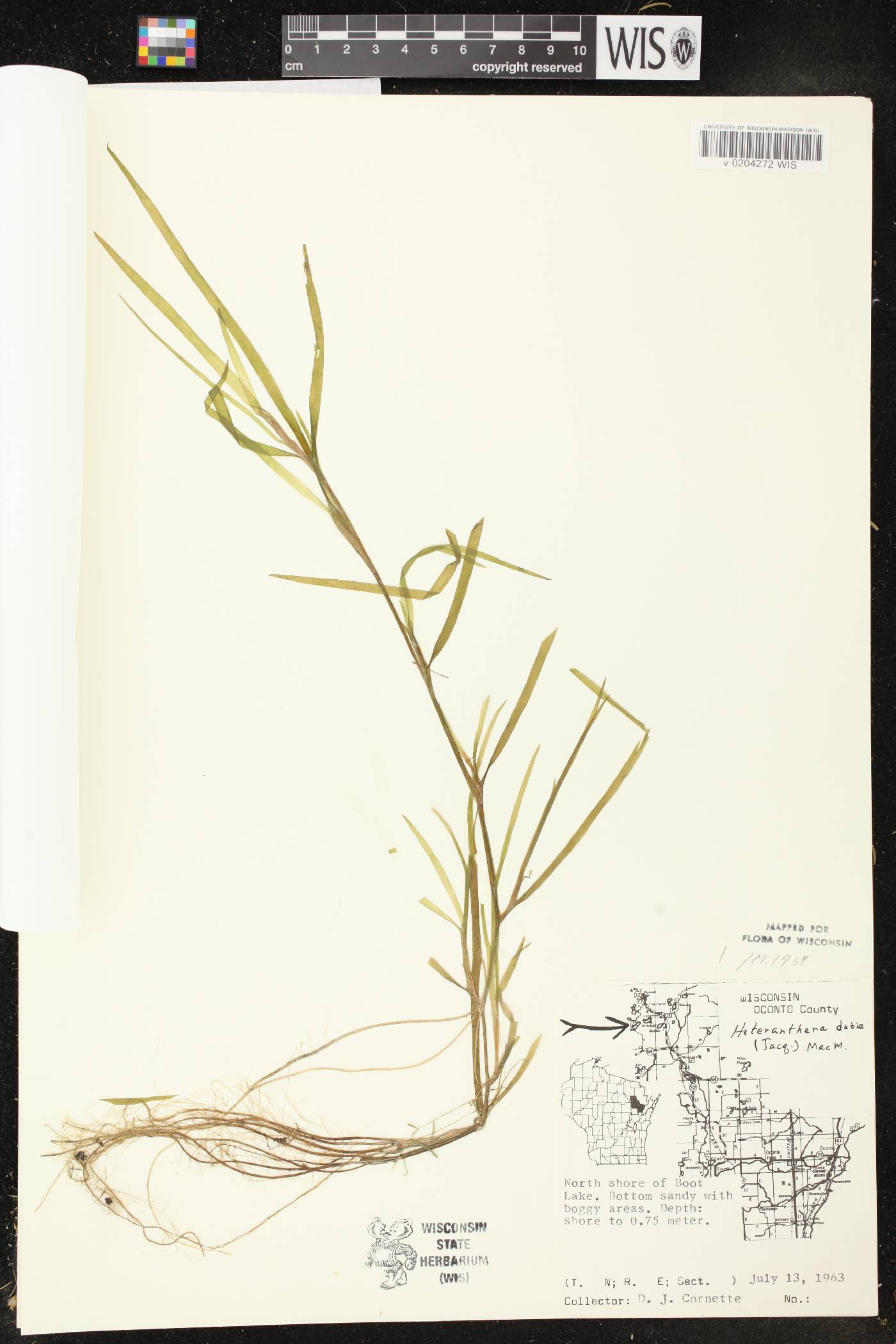 Heteranthera dubia image