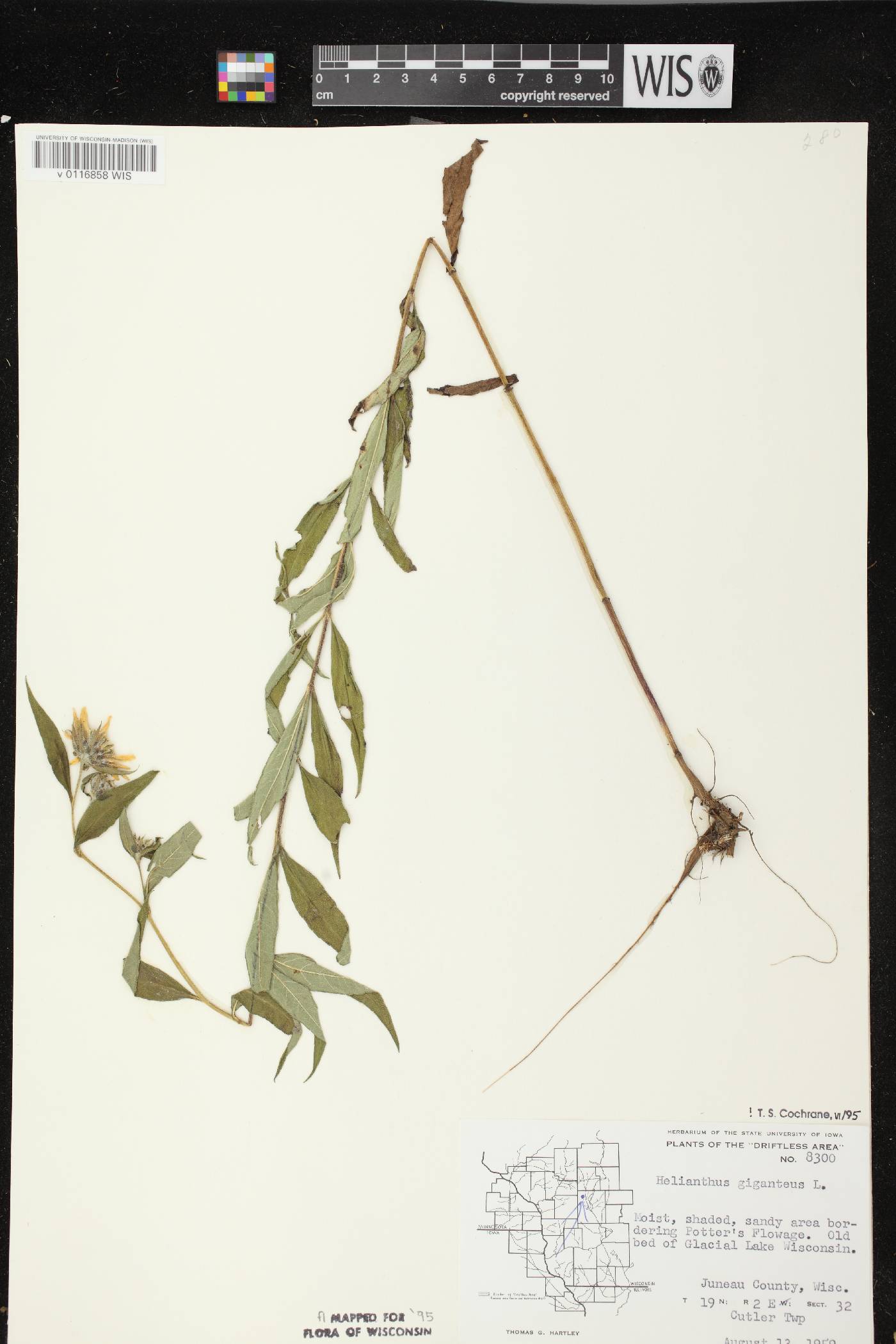 Helianthus giganteus image