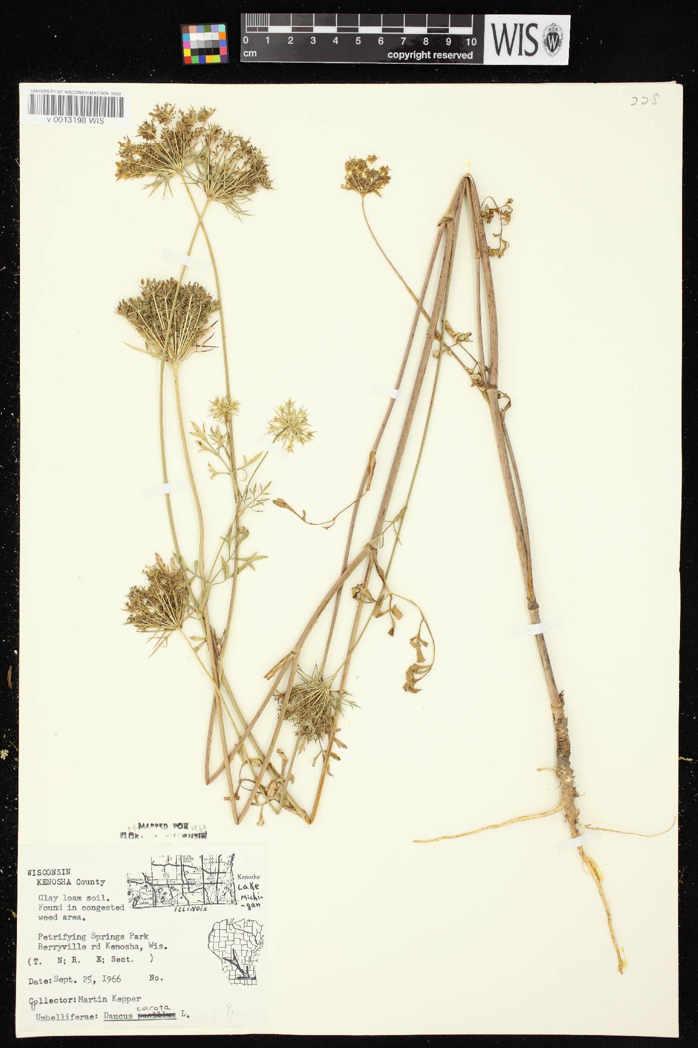 Daucus carota image