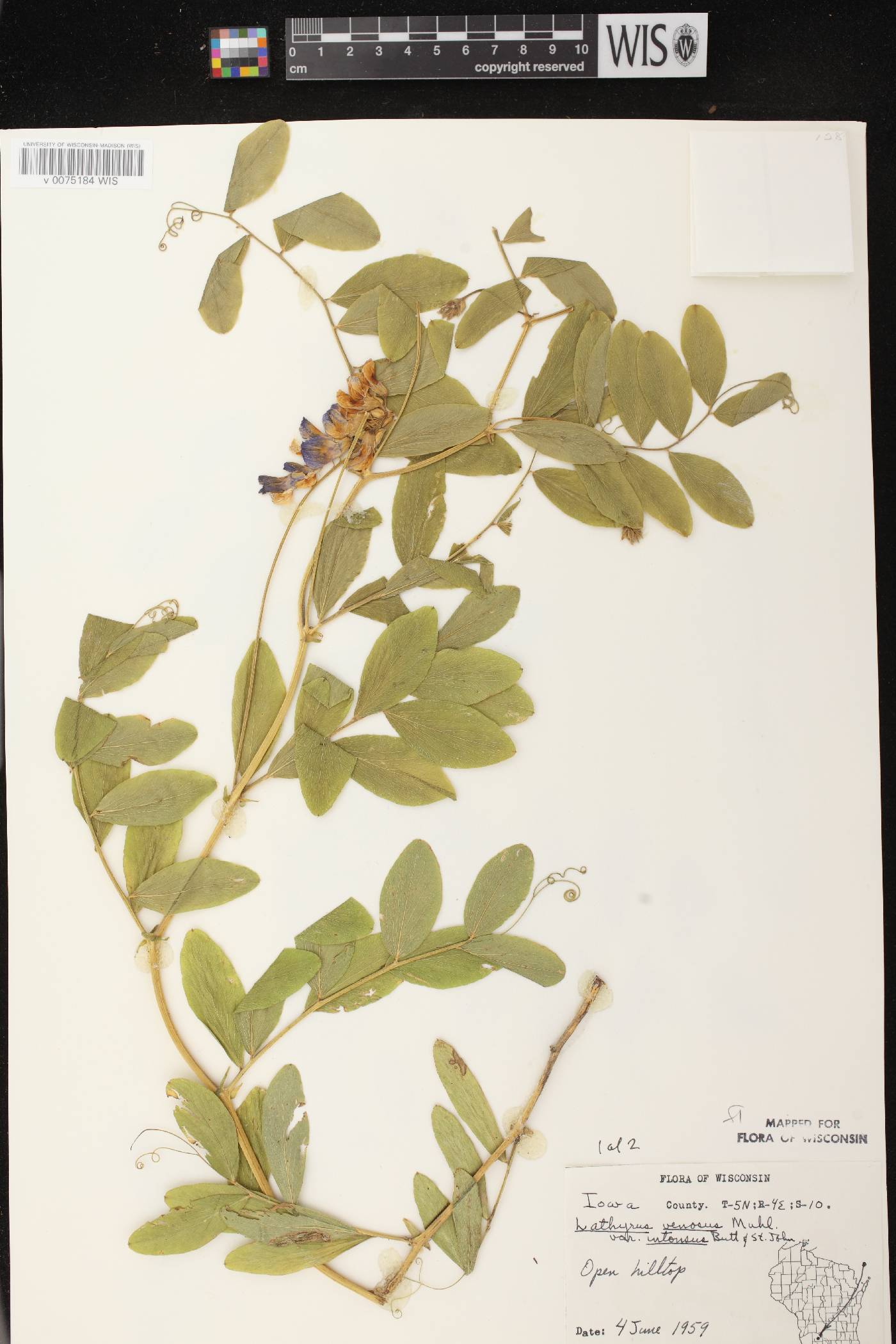 Lathyrus venosus image