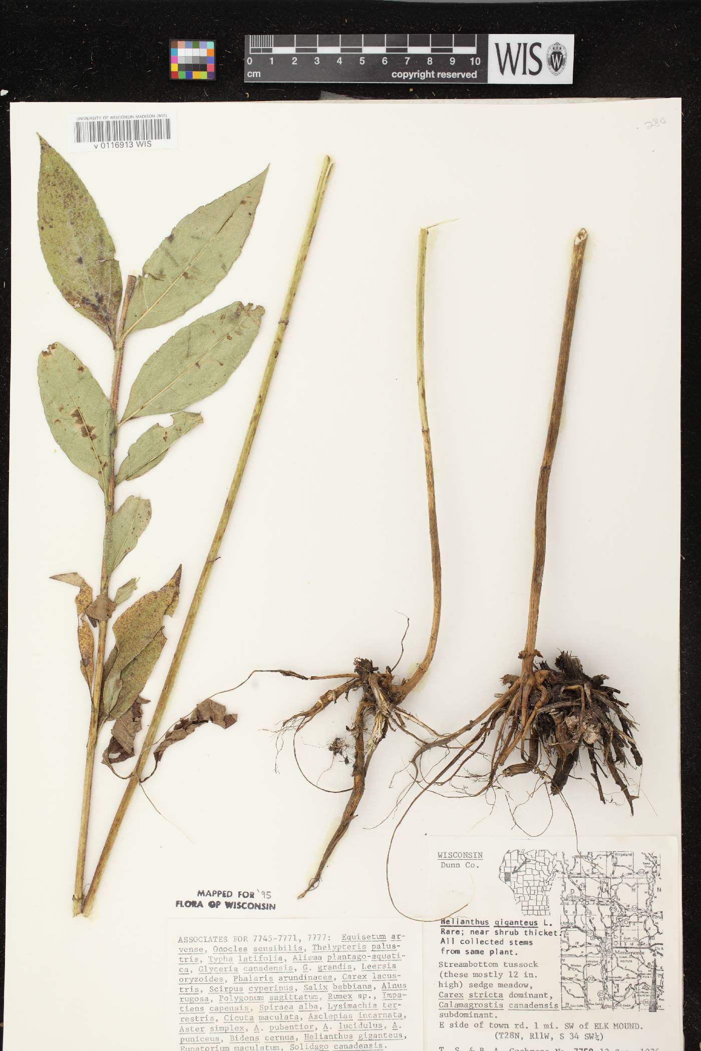Helianthus giganteus image