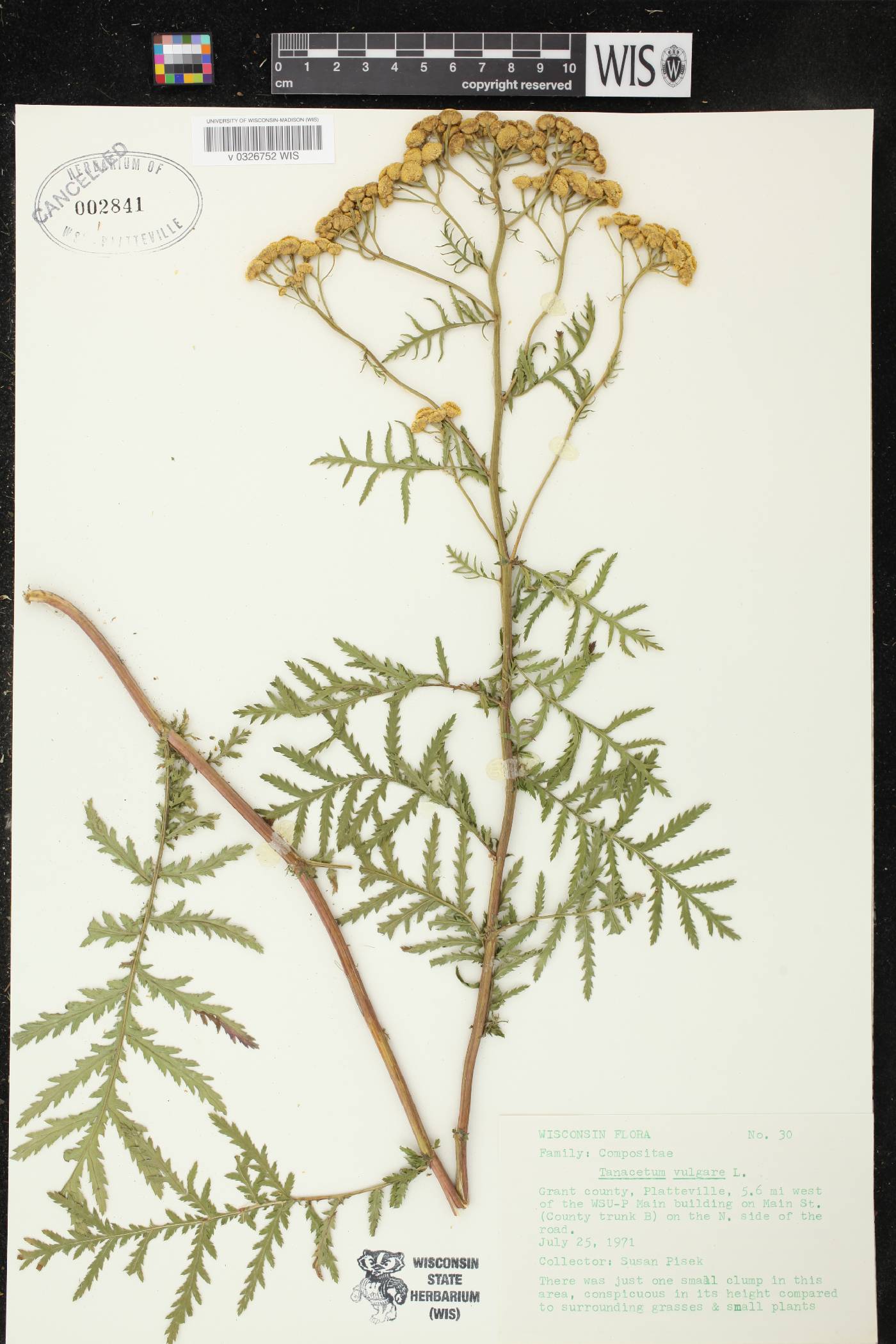 Tanacetum vulgare image