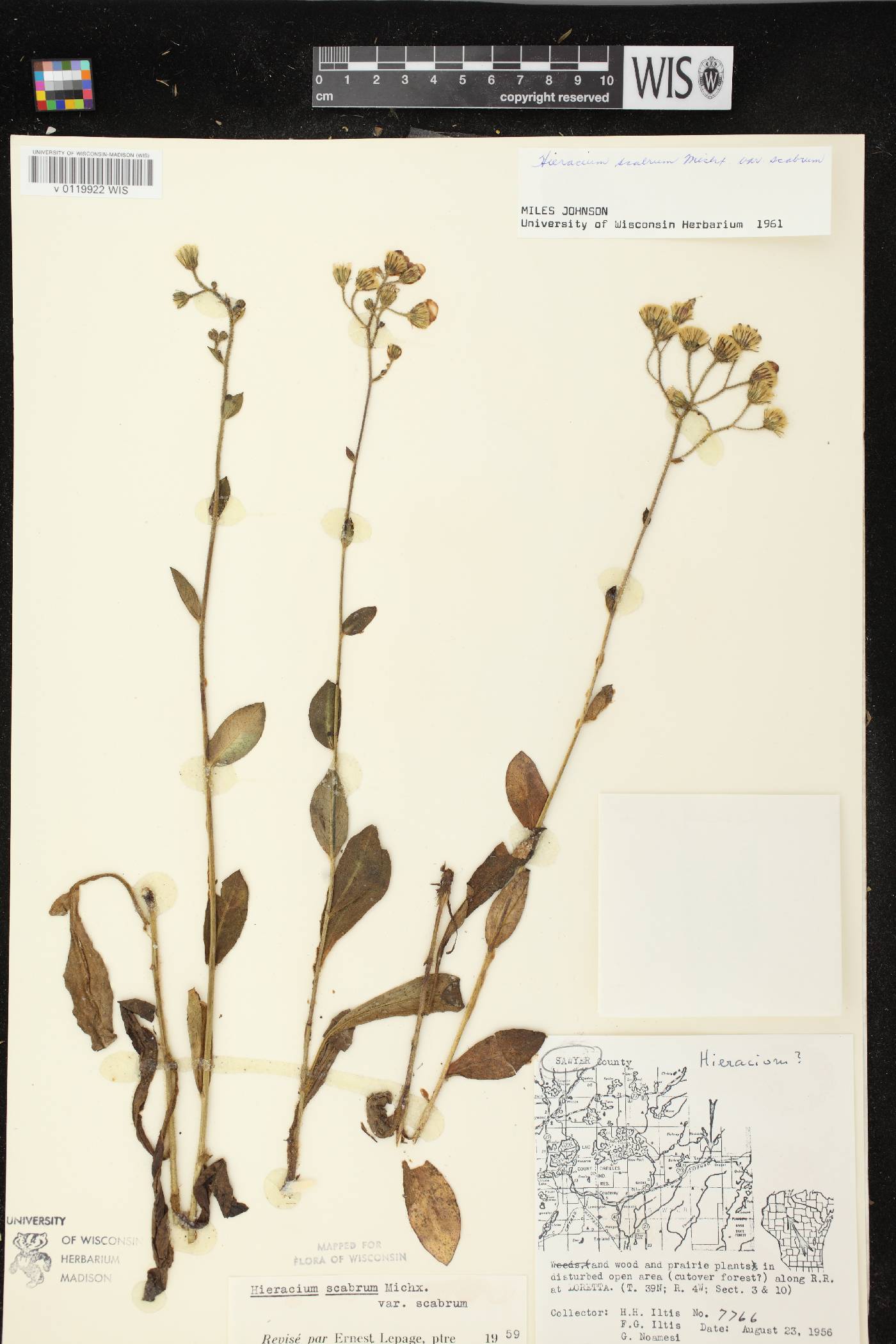 Hieracium scabrum image