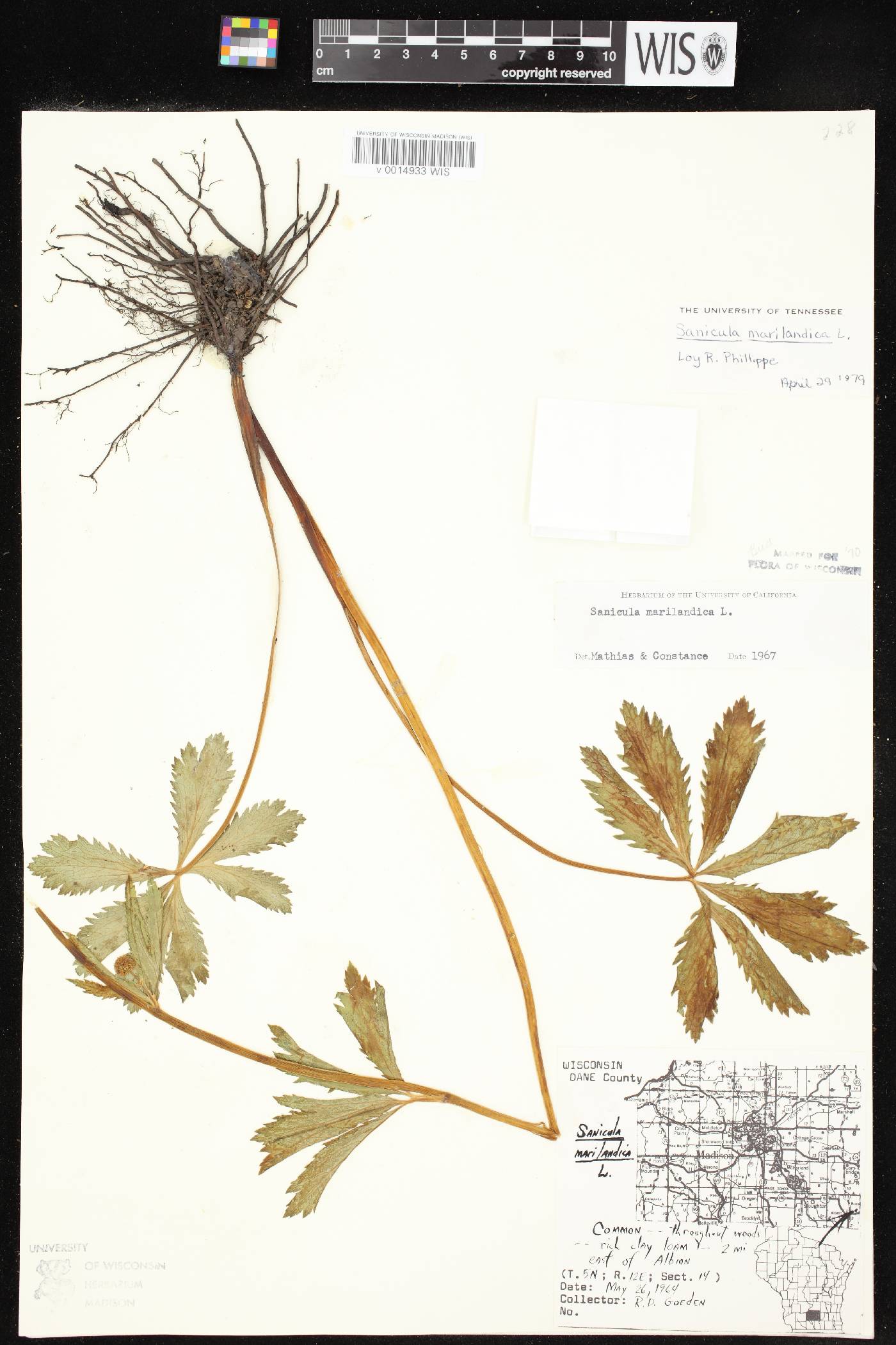 Sanicula marilandica image