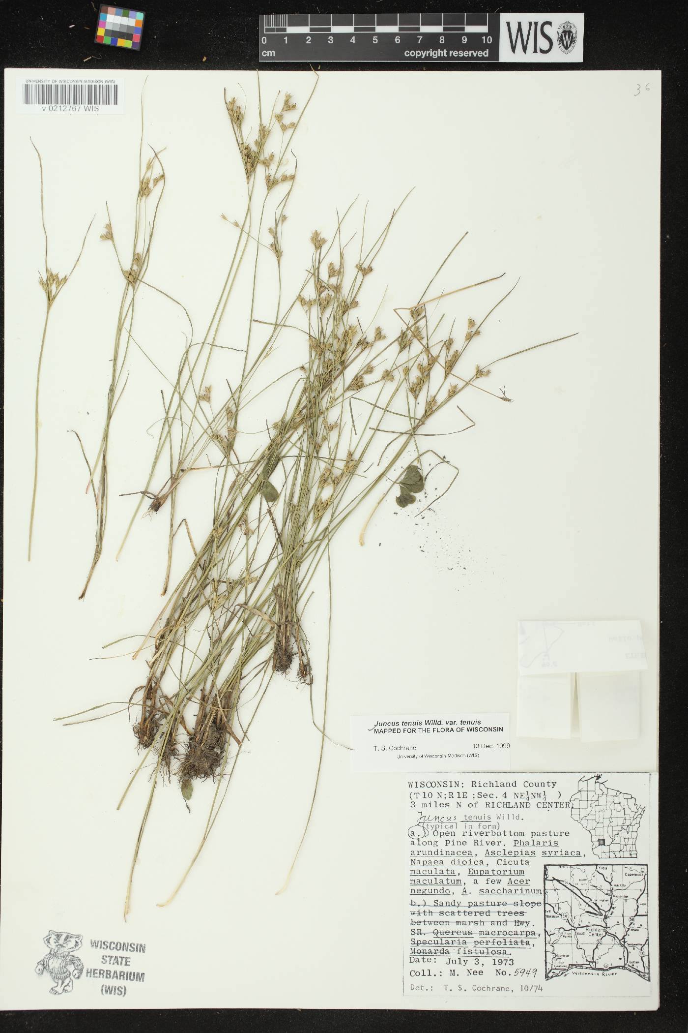 Juncus tenuis image