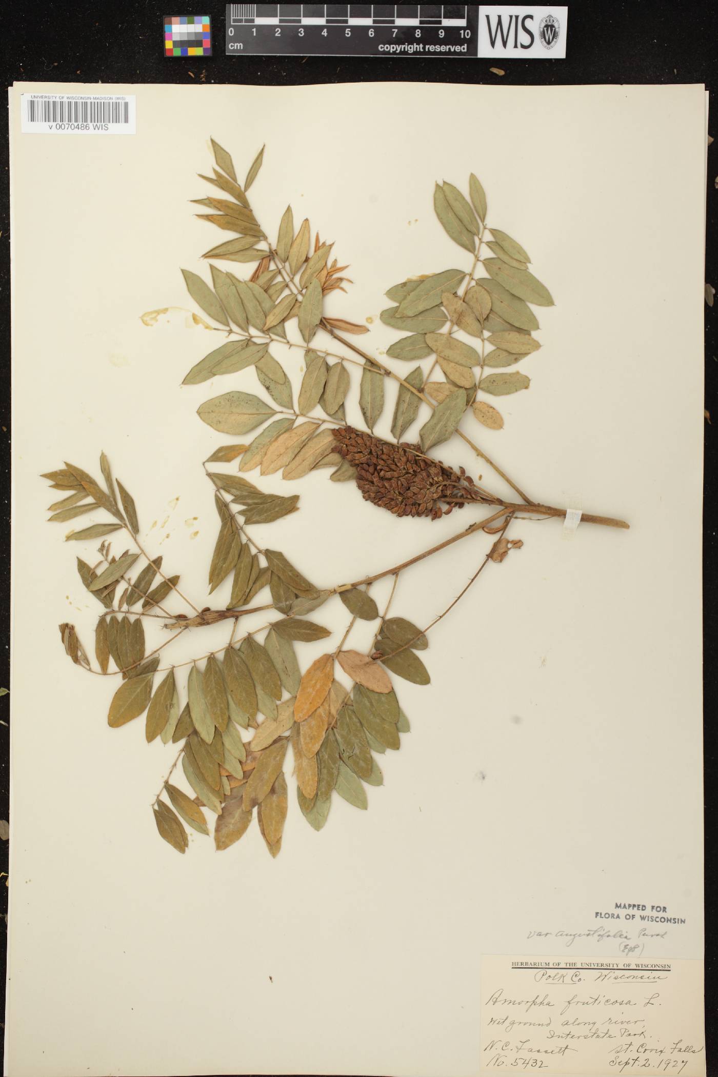 Amorpha fruticosa image