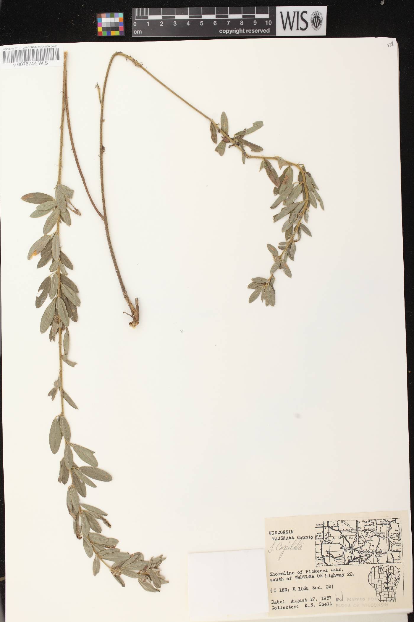 Lespedeza capitata image