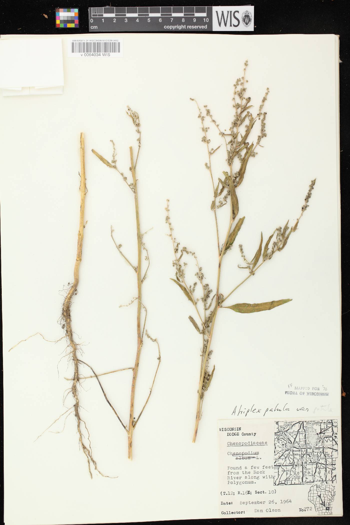 Atriplex patula image