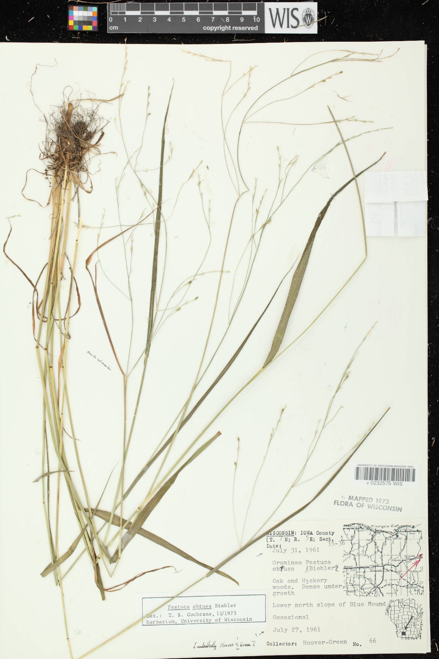 Festuca subverticillata image