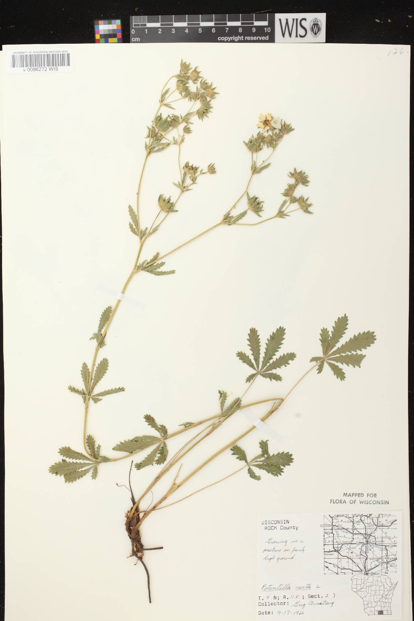 Potentilla recta image
