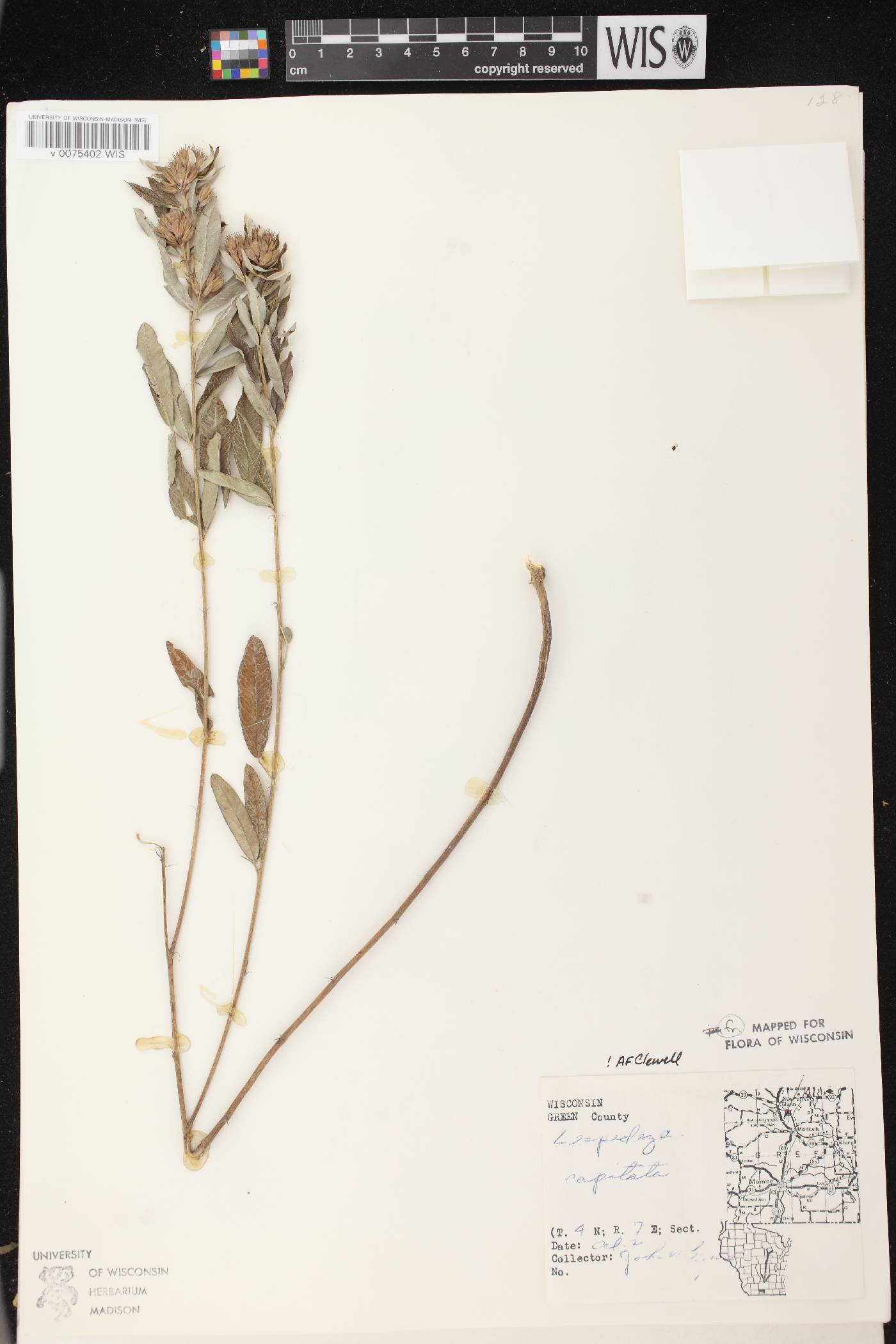 Lespedeza capitata image